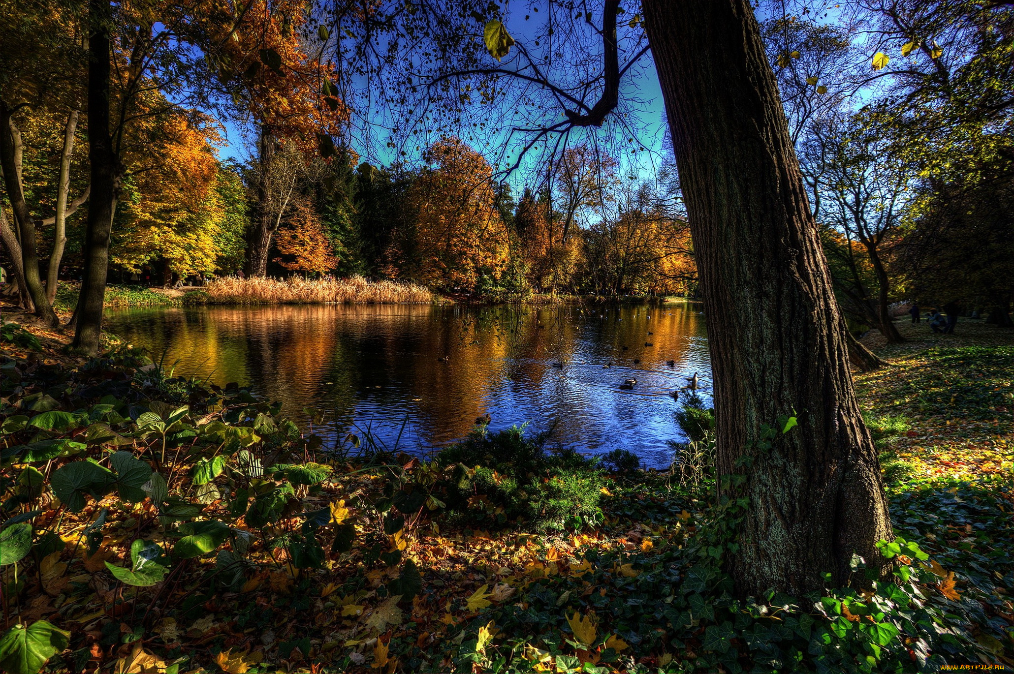 ujazdоw, park, варшава, природа, реки, озера, парк, озеро, лес