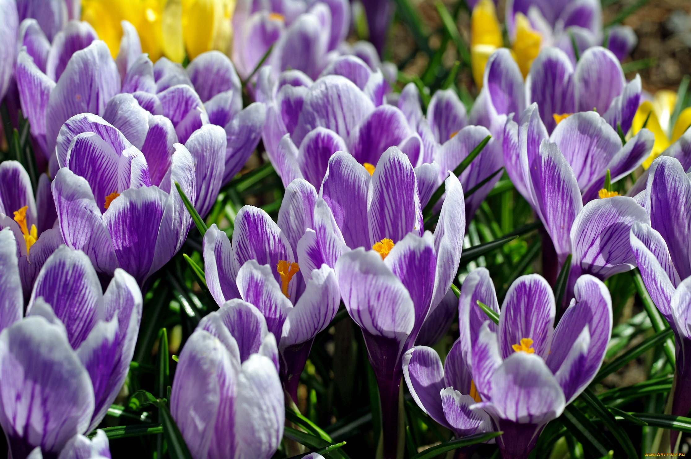 цветы, крокусы, бутоны
