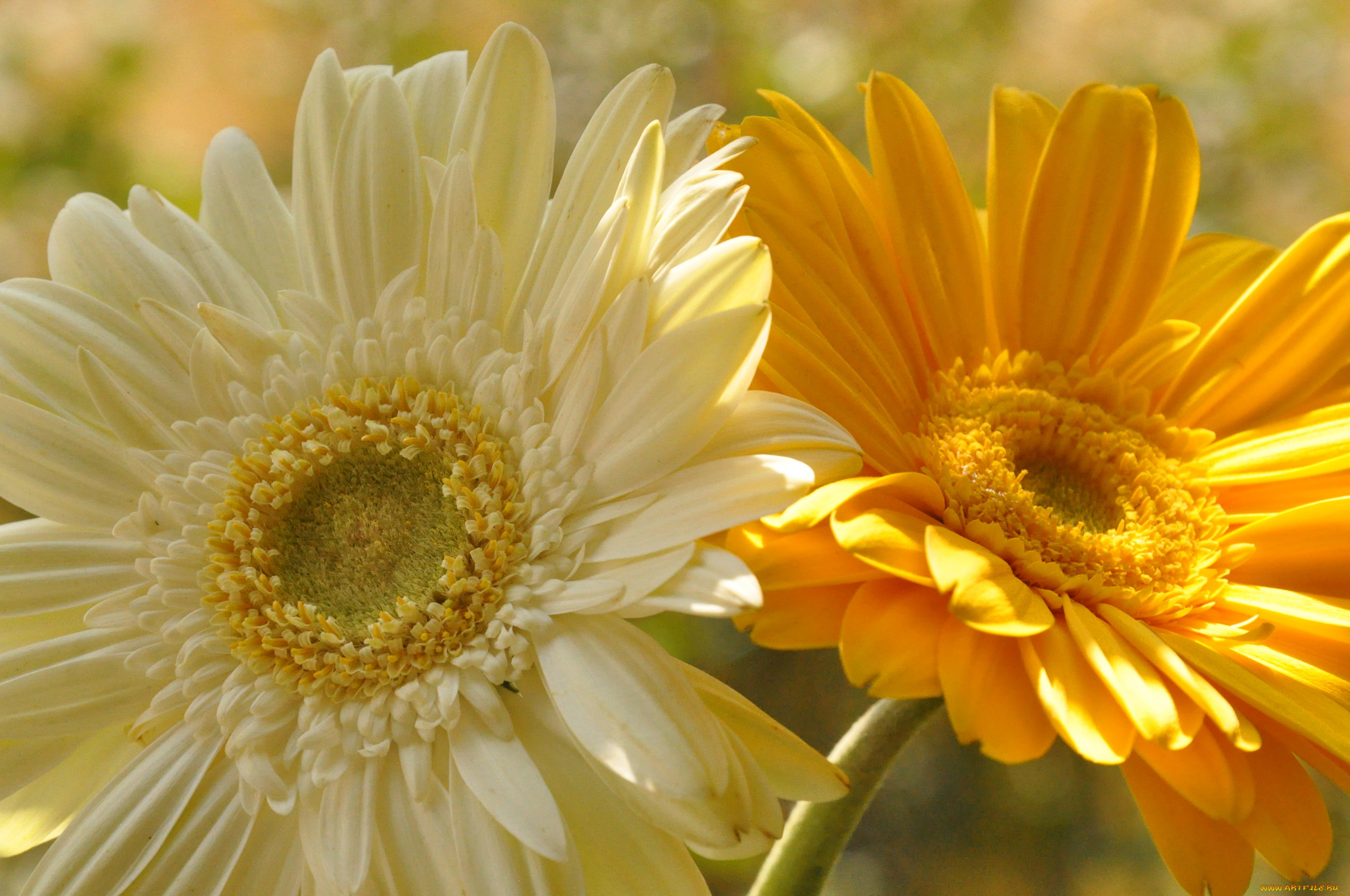 цветы, герберы