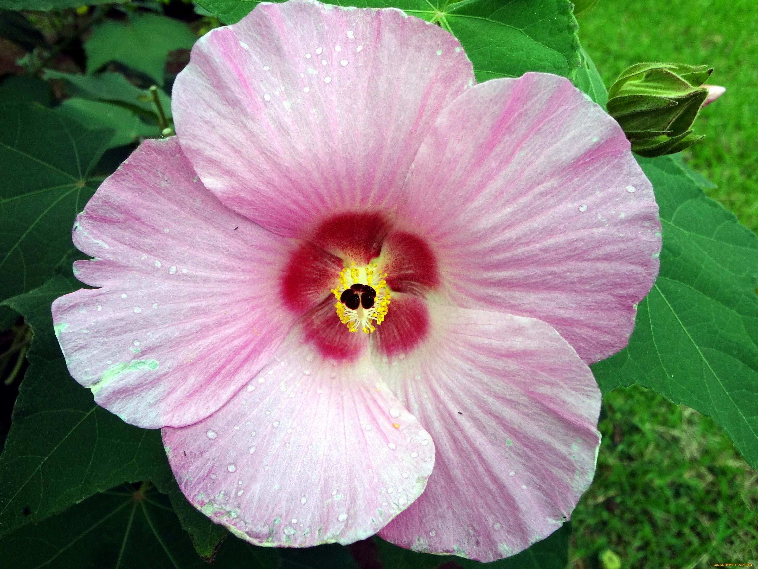 цветы, гибискусы, макро