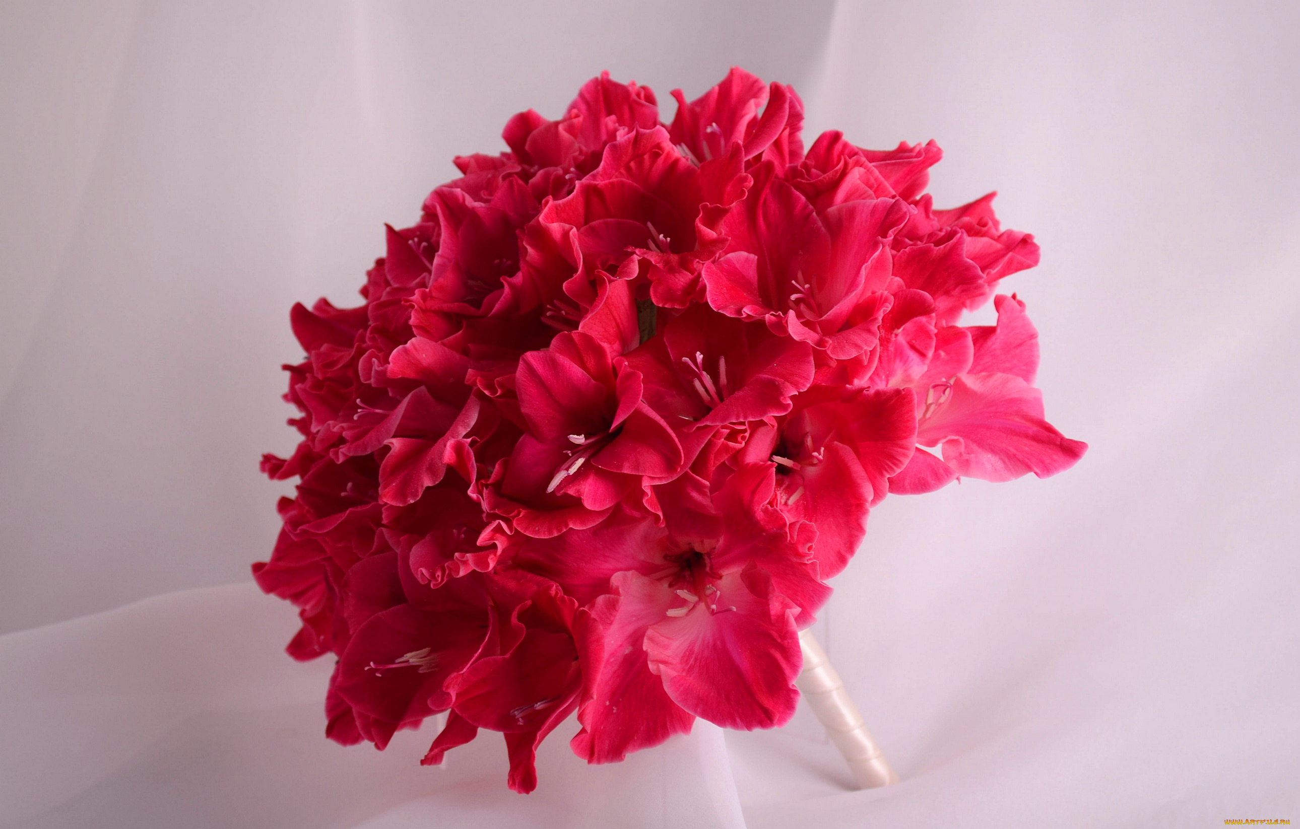 цветы, гладиолусы, букет, гладиолус