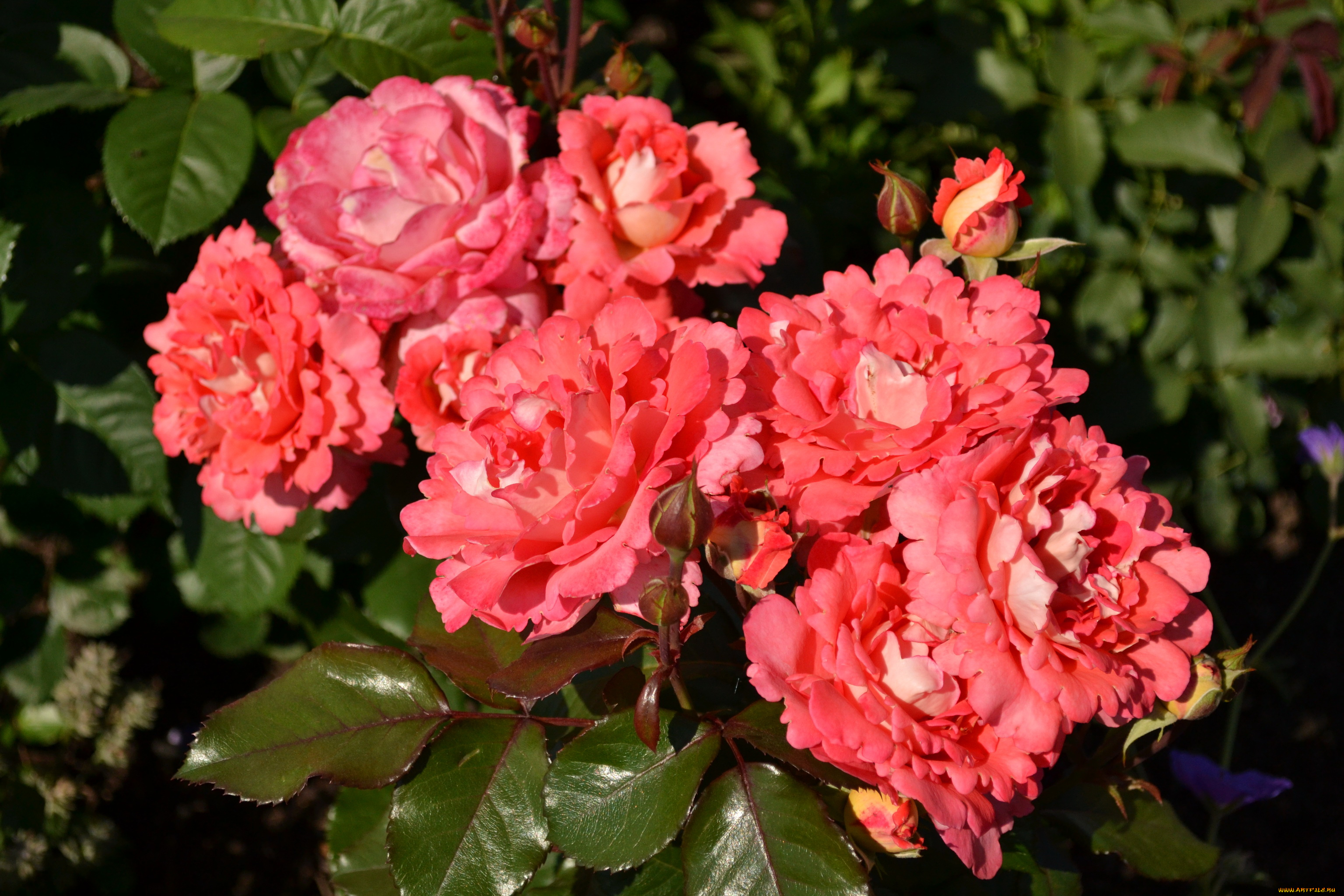 цветы, розы, куст