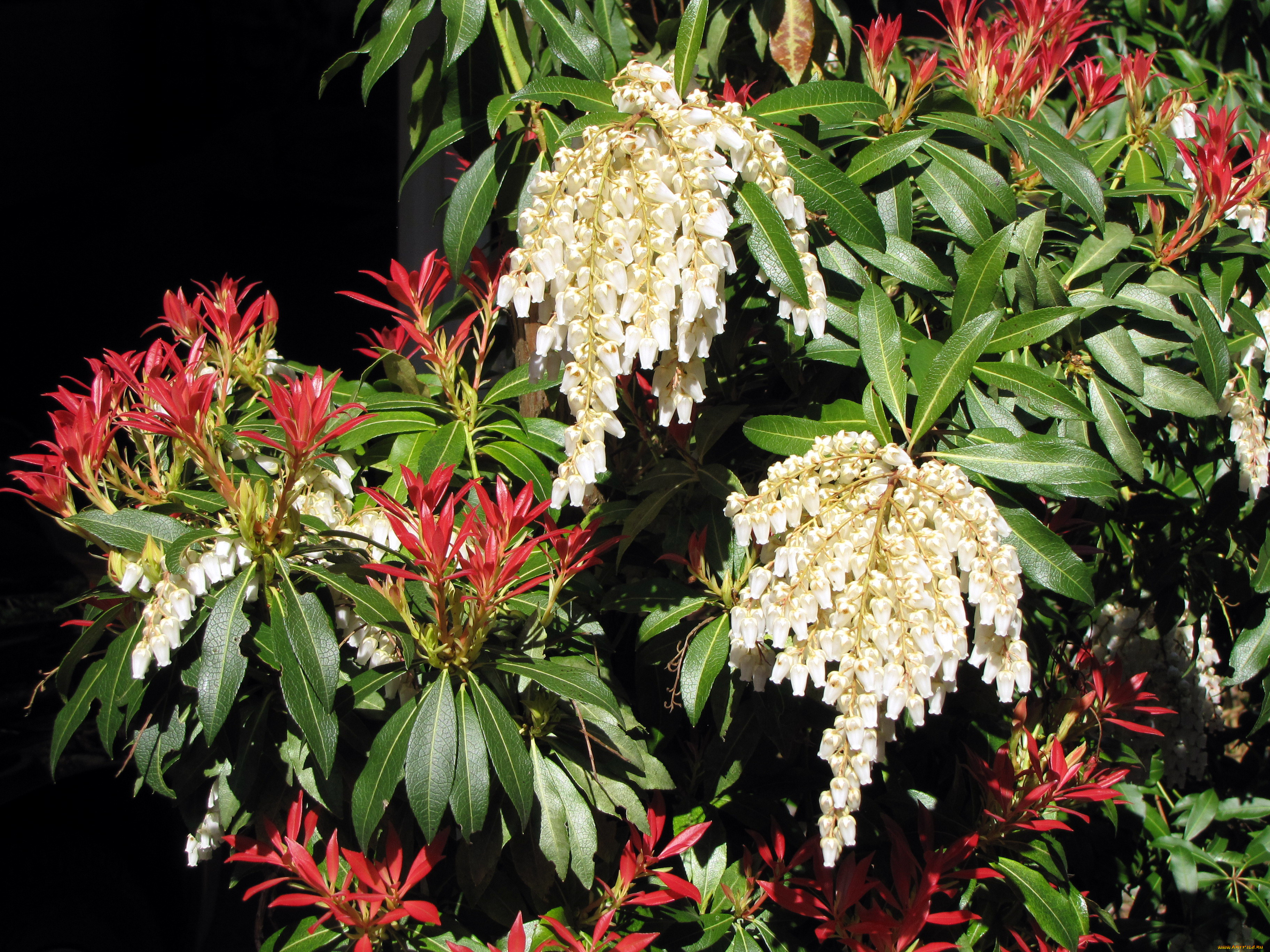 цветы, цветущие, деревья, , , кустарники, красный, белый, куст