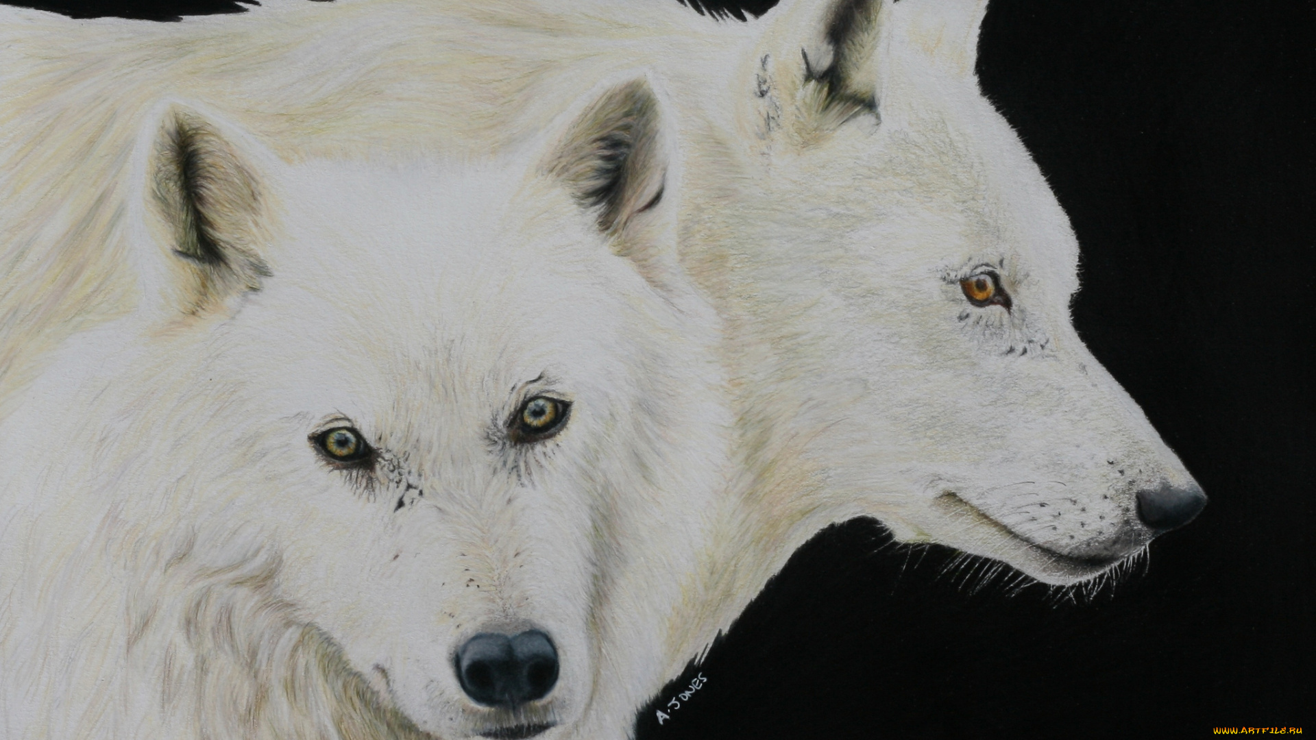 рисованное, животные, , волки, волки, живопись, взгляд, хищники