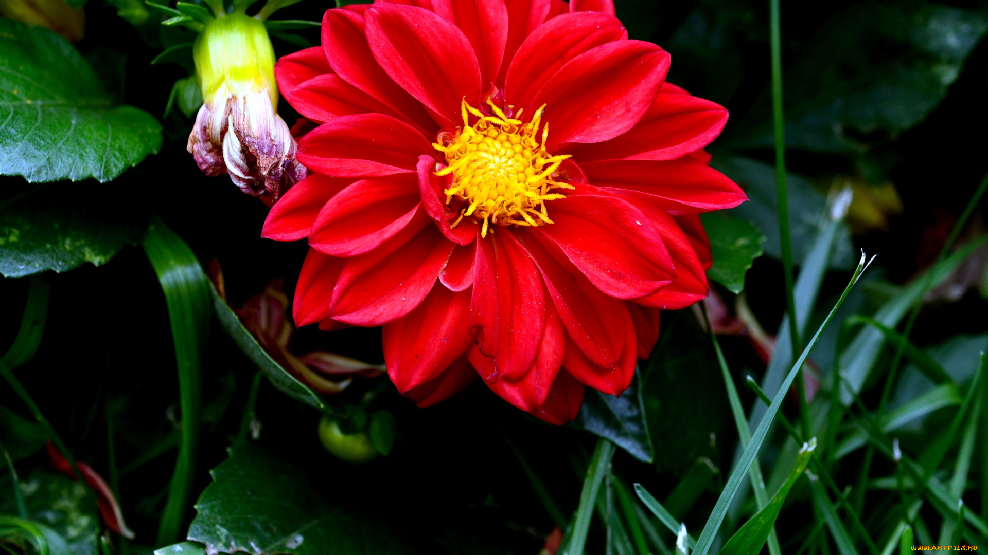 цветы, георгины, красный