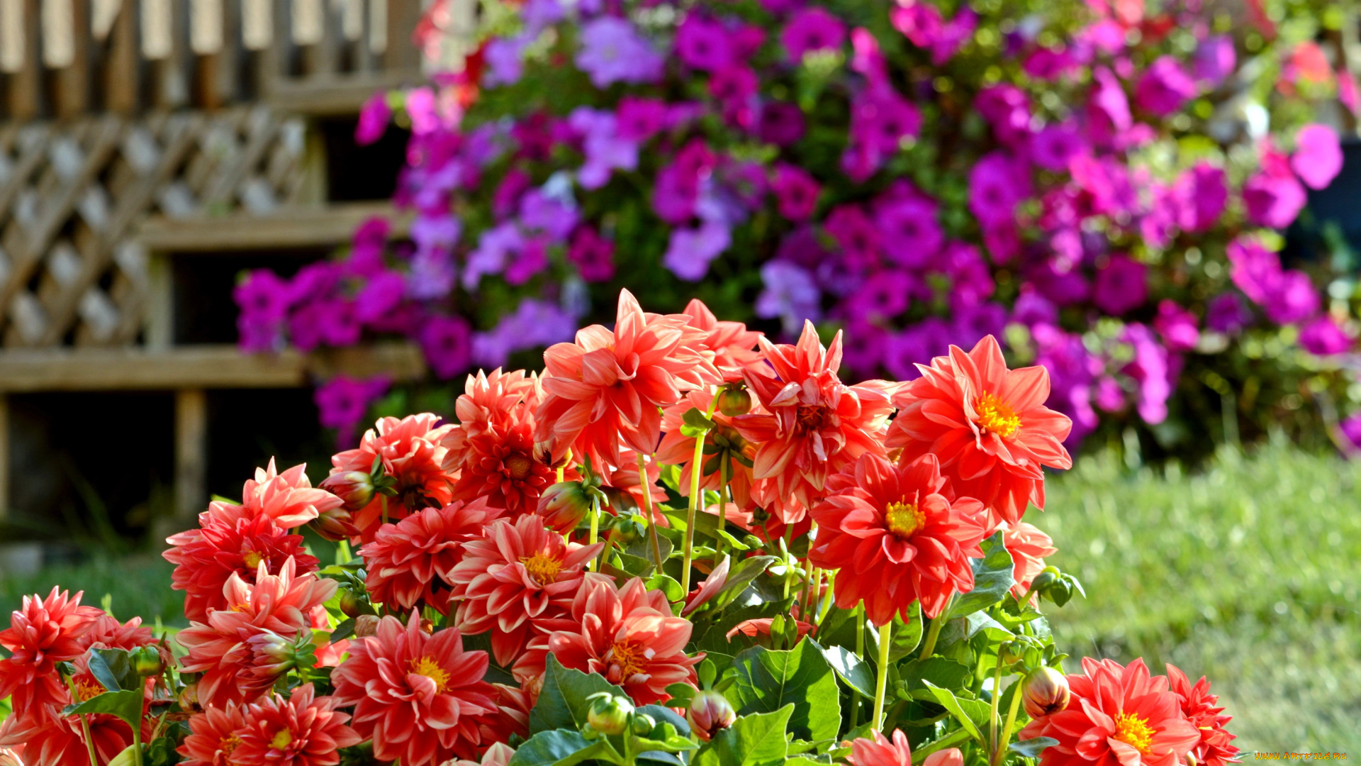 цветы, георгины, куст