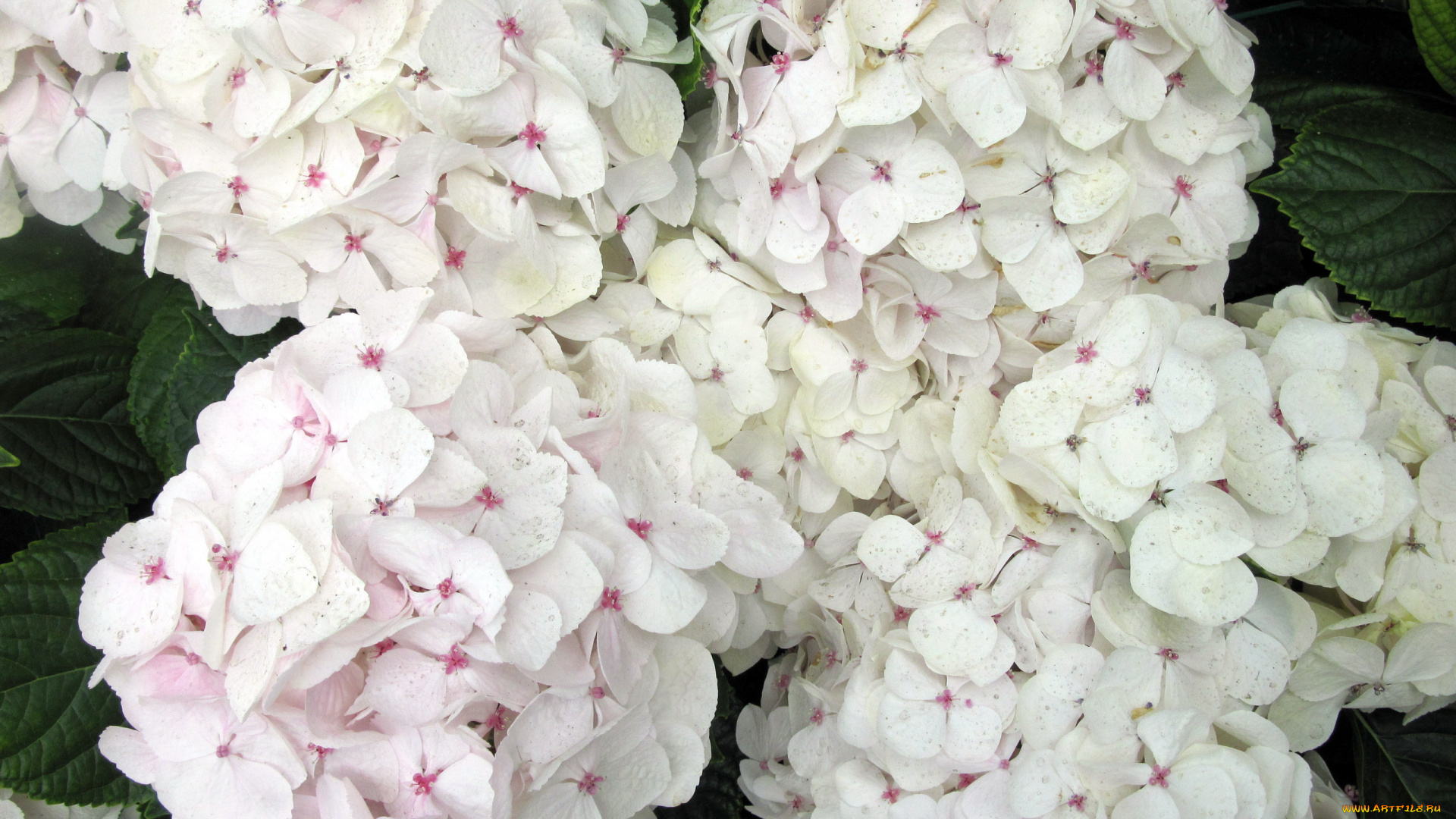 цветы, гортензия, нежный