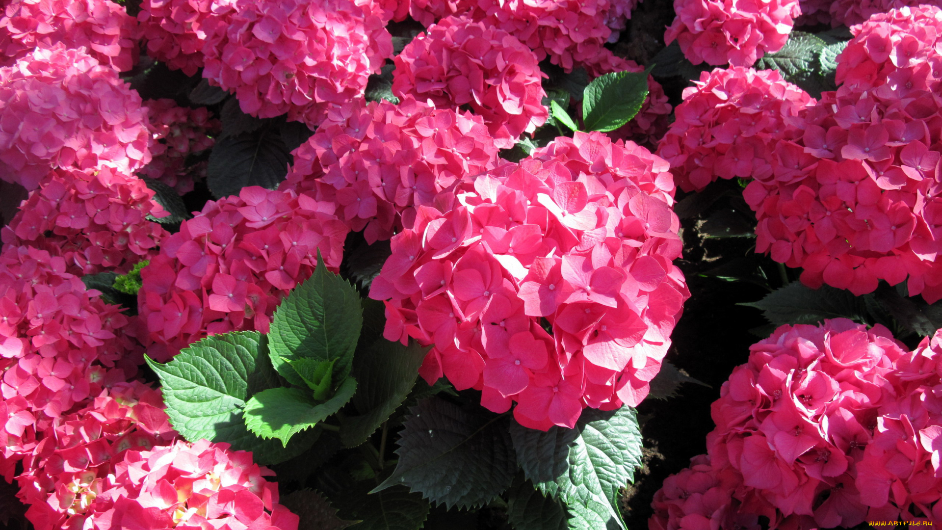 цветы, гортензия, розовый