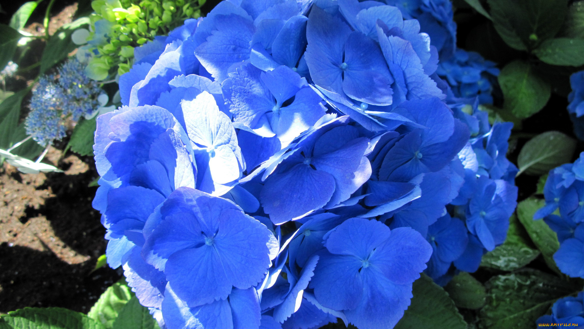 цветы, гортензия, синий