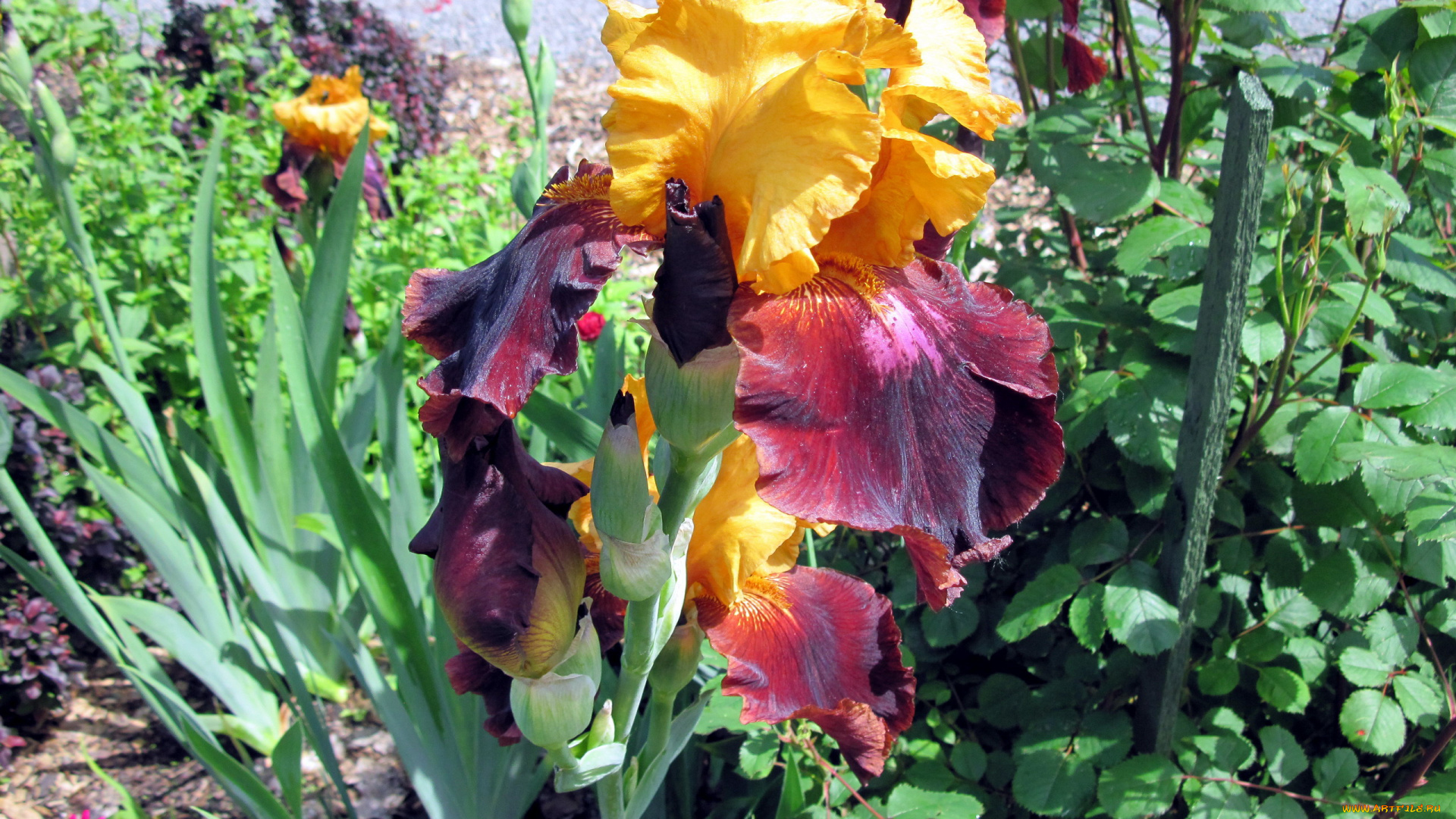 цветы, ирисы, бутоны