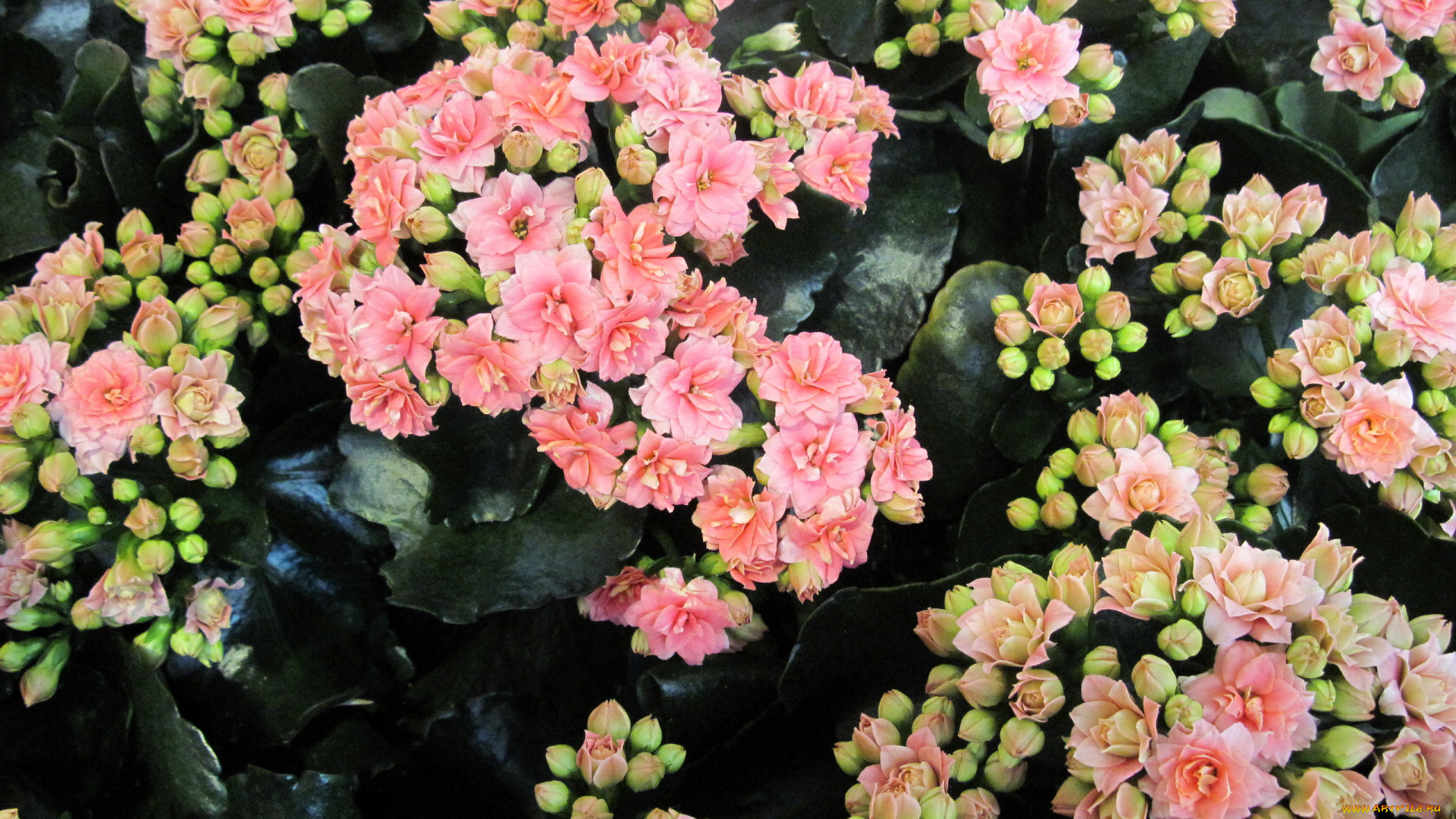 цветы, каланхоэ, много, розовый