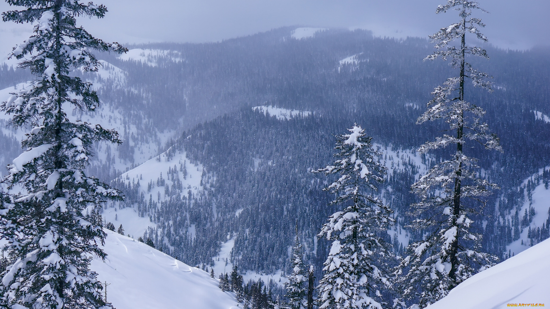 природа, горы, лес, снег, зима, россия, хабаровский, край, панорама, деревья