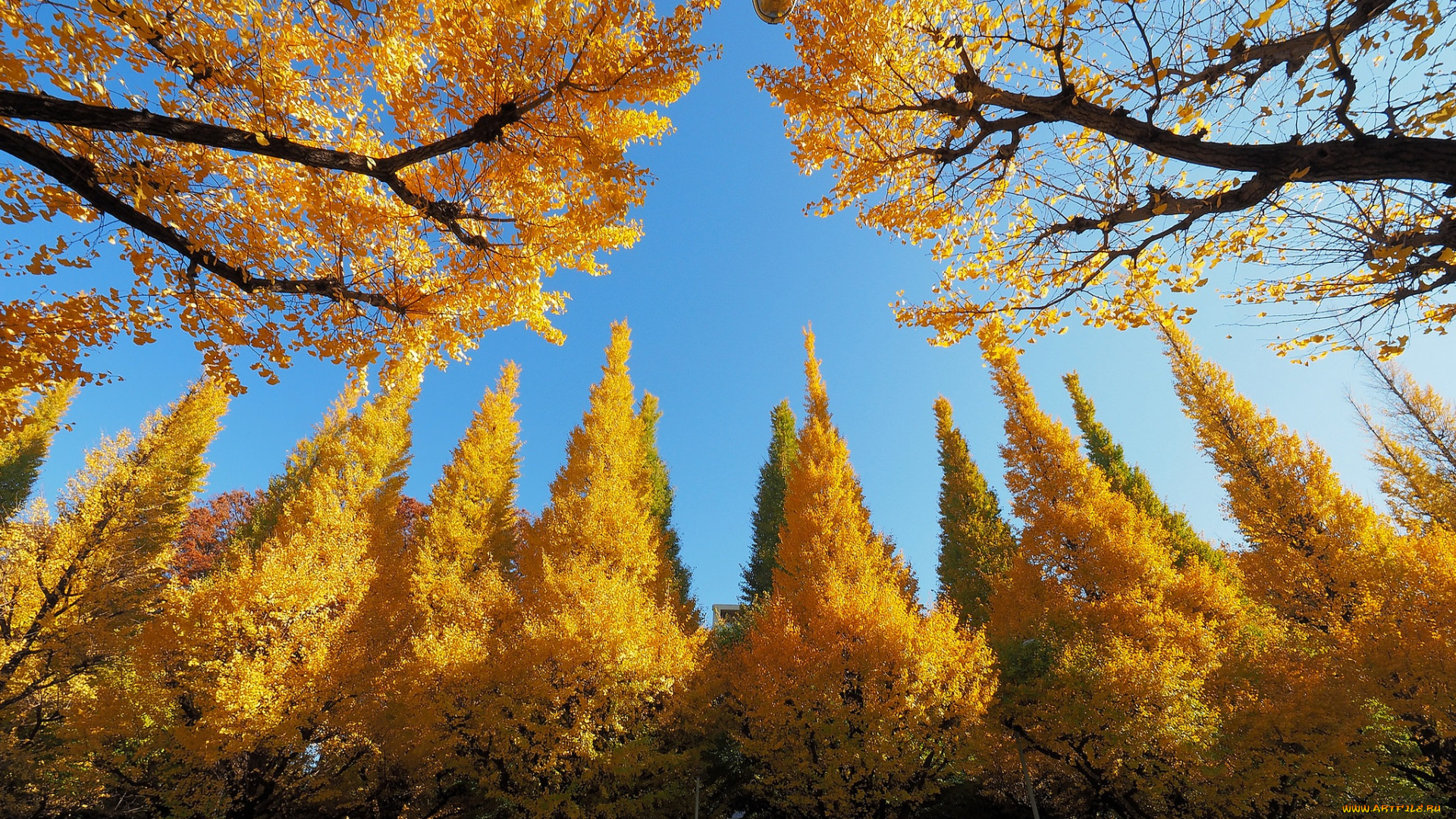 природа, лес, деревья, небо, осень