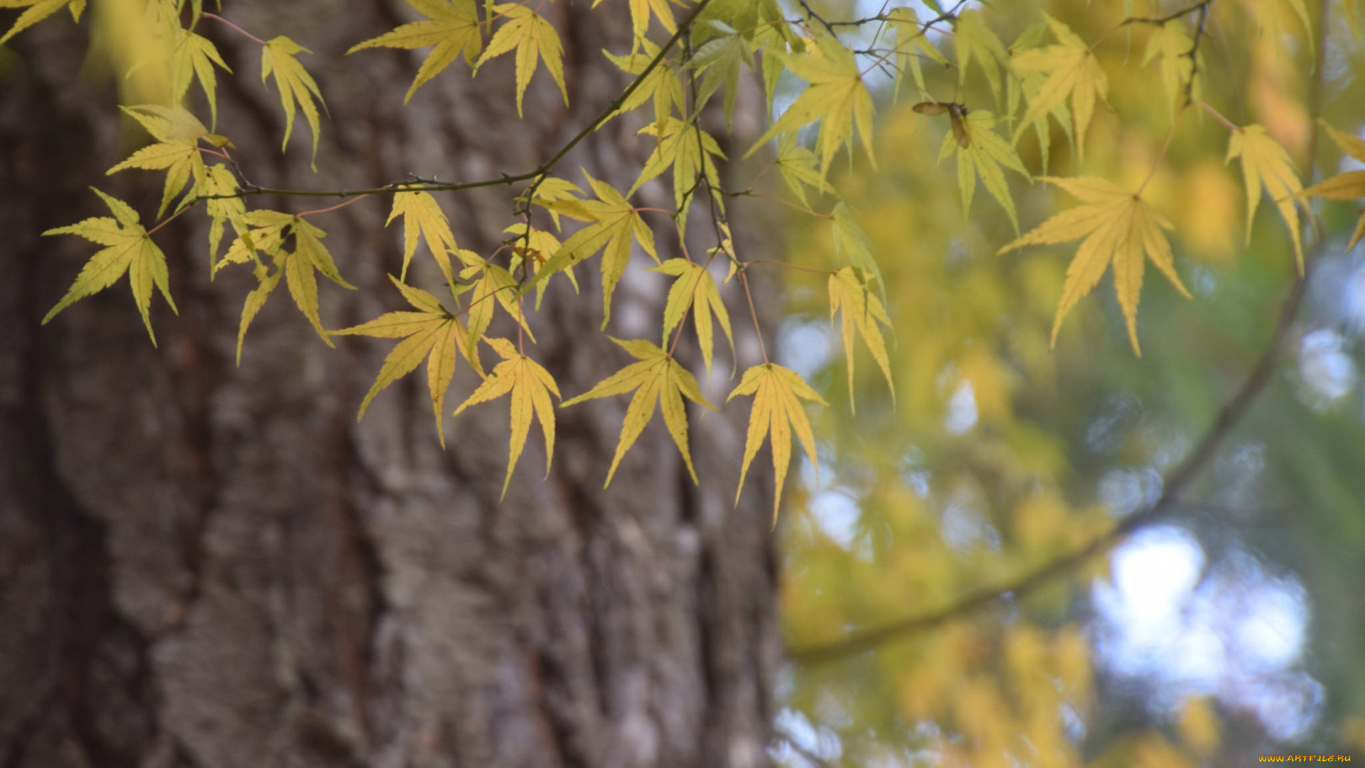 природа, листья, осень