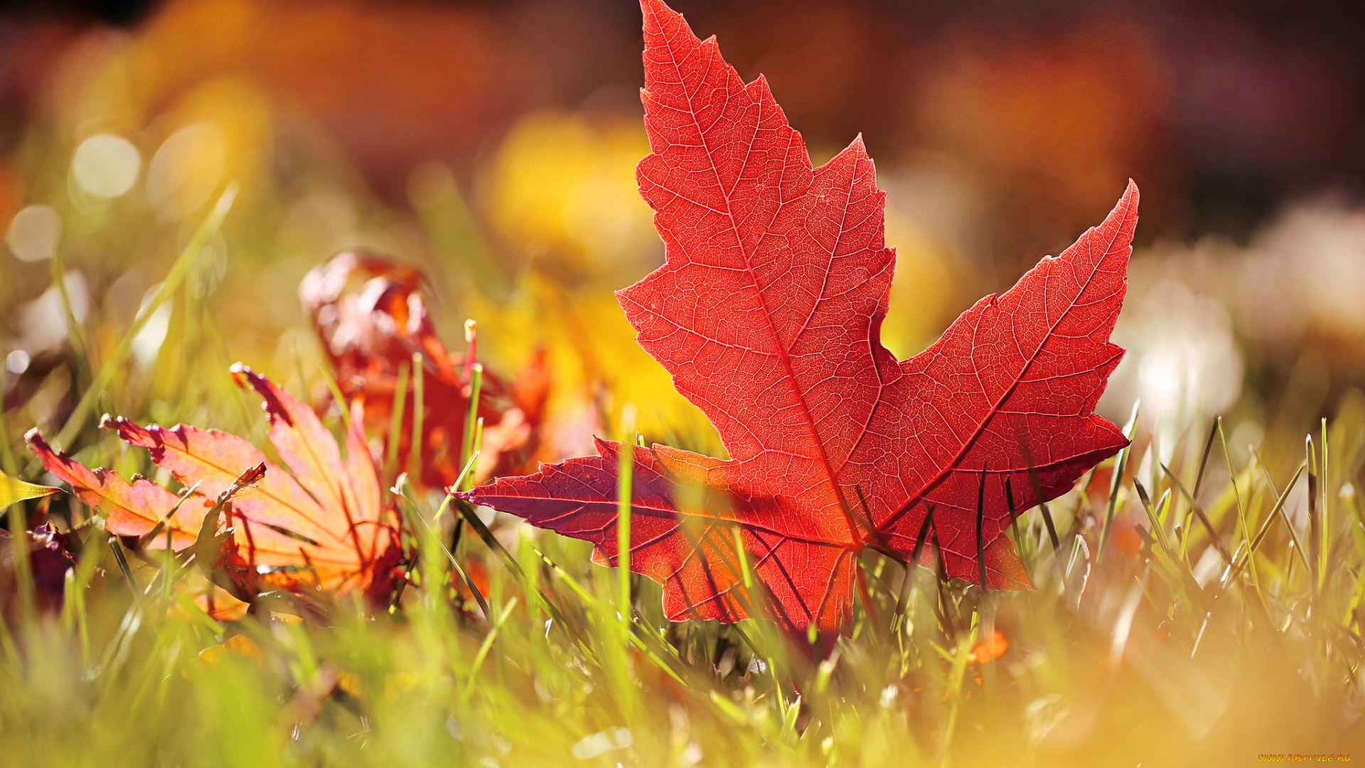 природа, листья, травка, макро, осень, лист