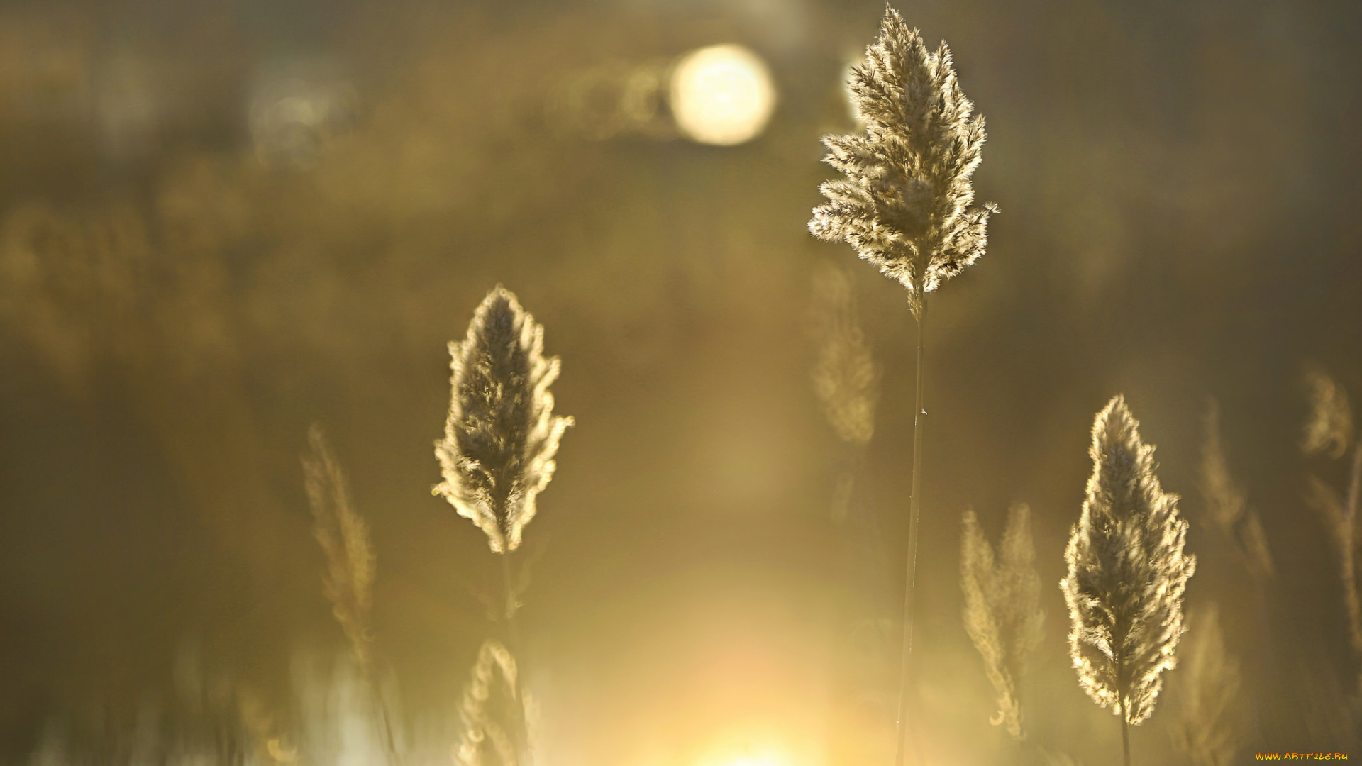 природа, макро, камыш