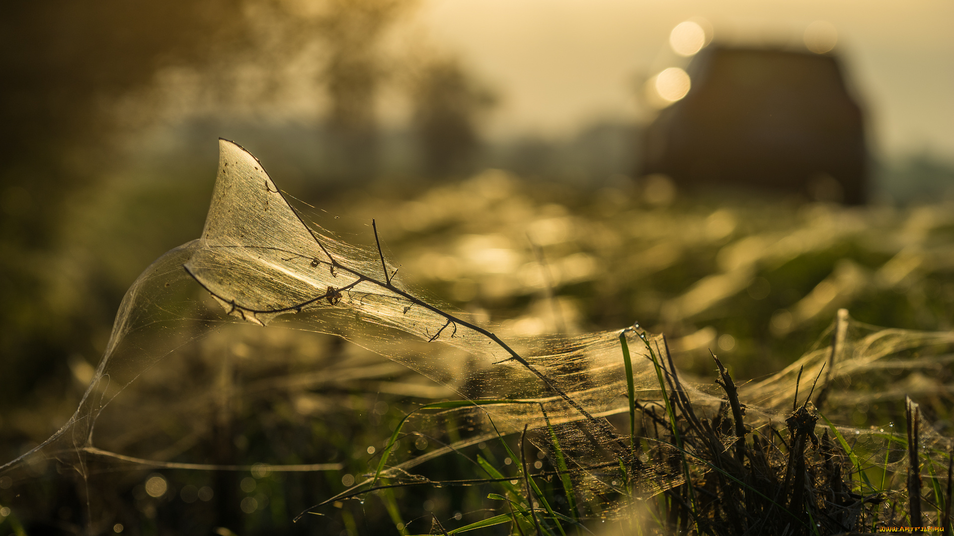 природа, макро, луг, утро, паутина