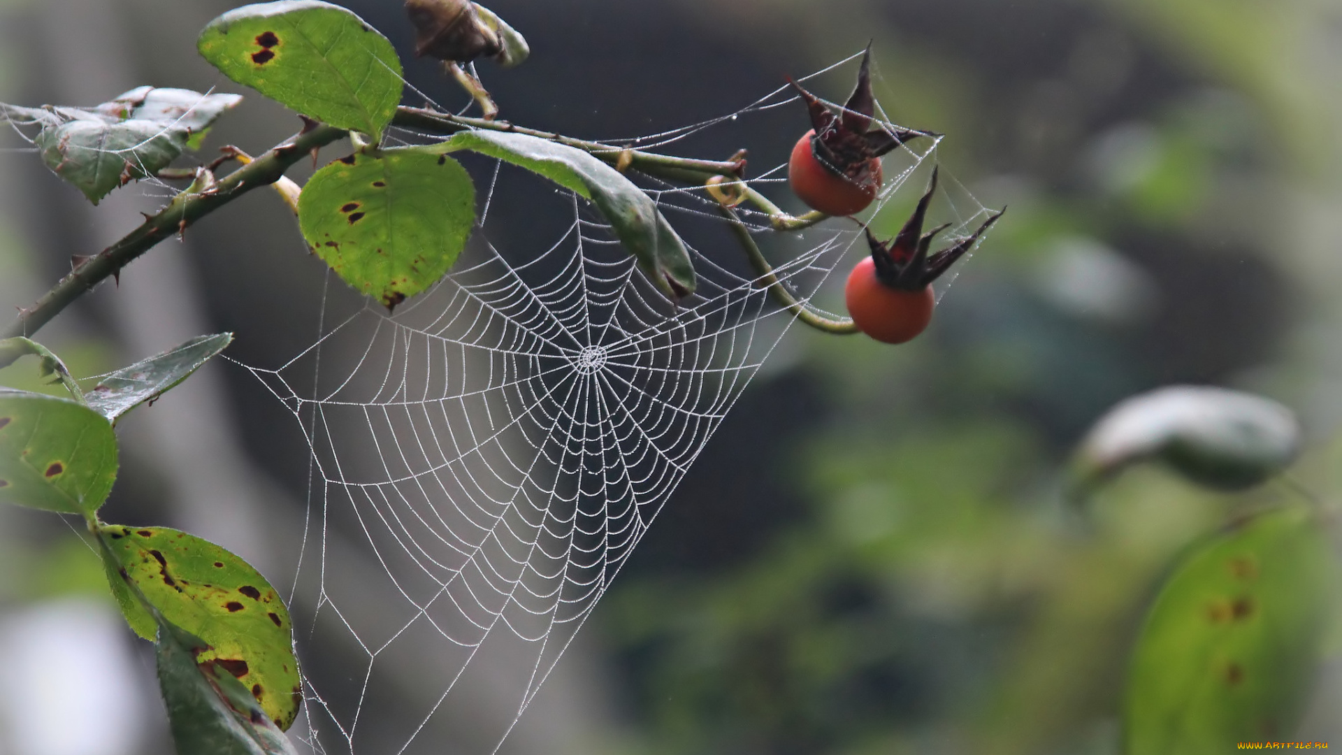 природа, макро, паутина, фон, капли