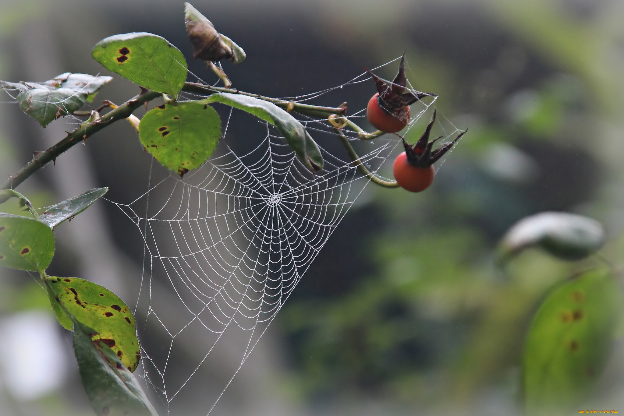 природа, макро, паутина, фон, капли