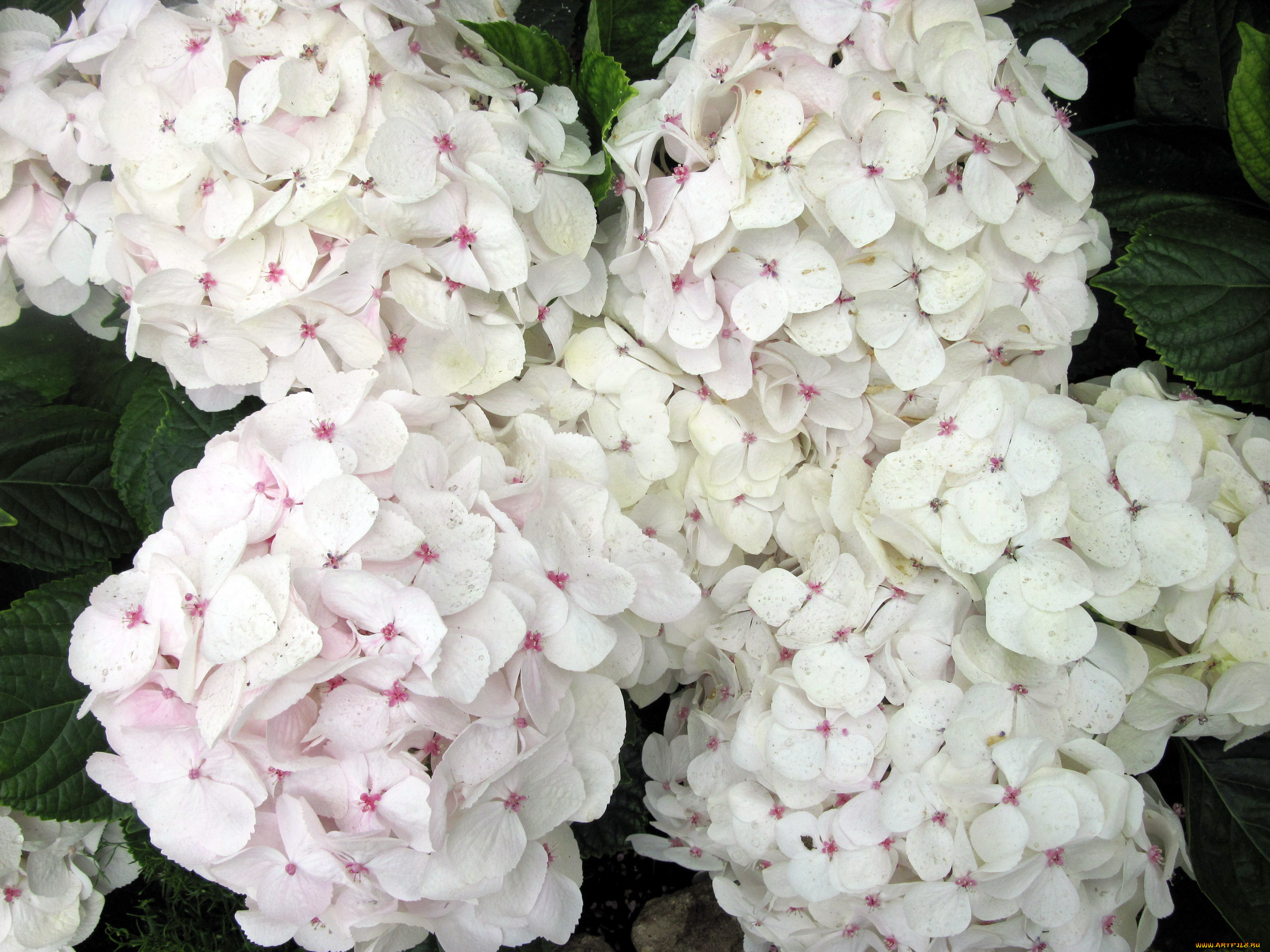 цветы, гортензия, нежный