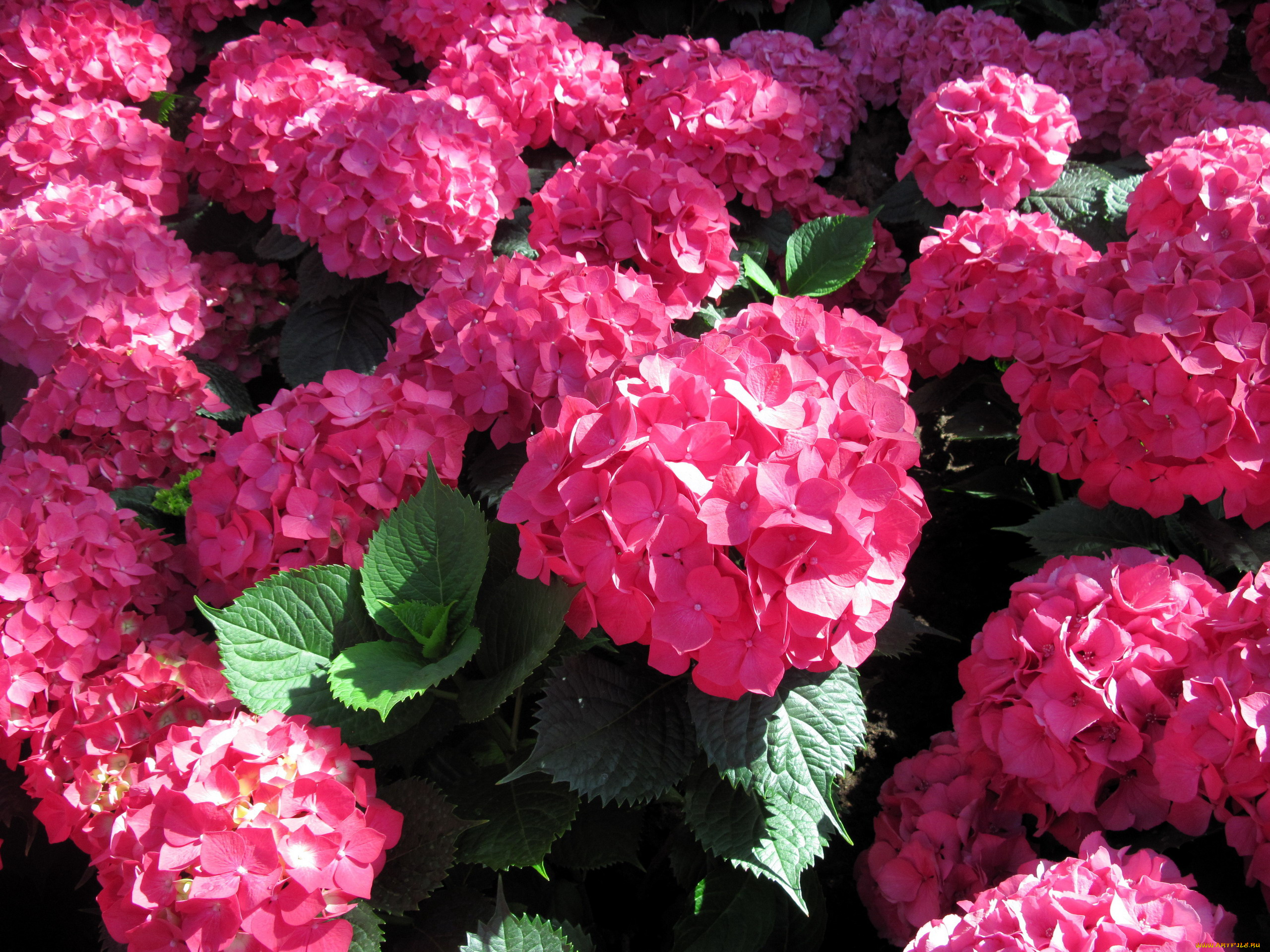 цветы, гортензия, розовый