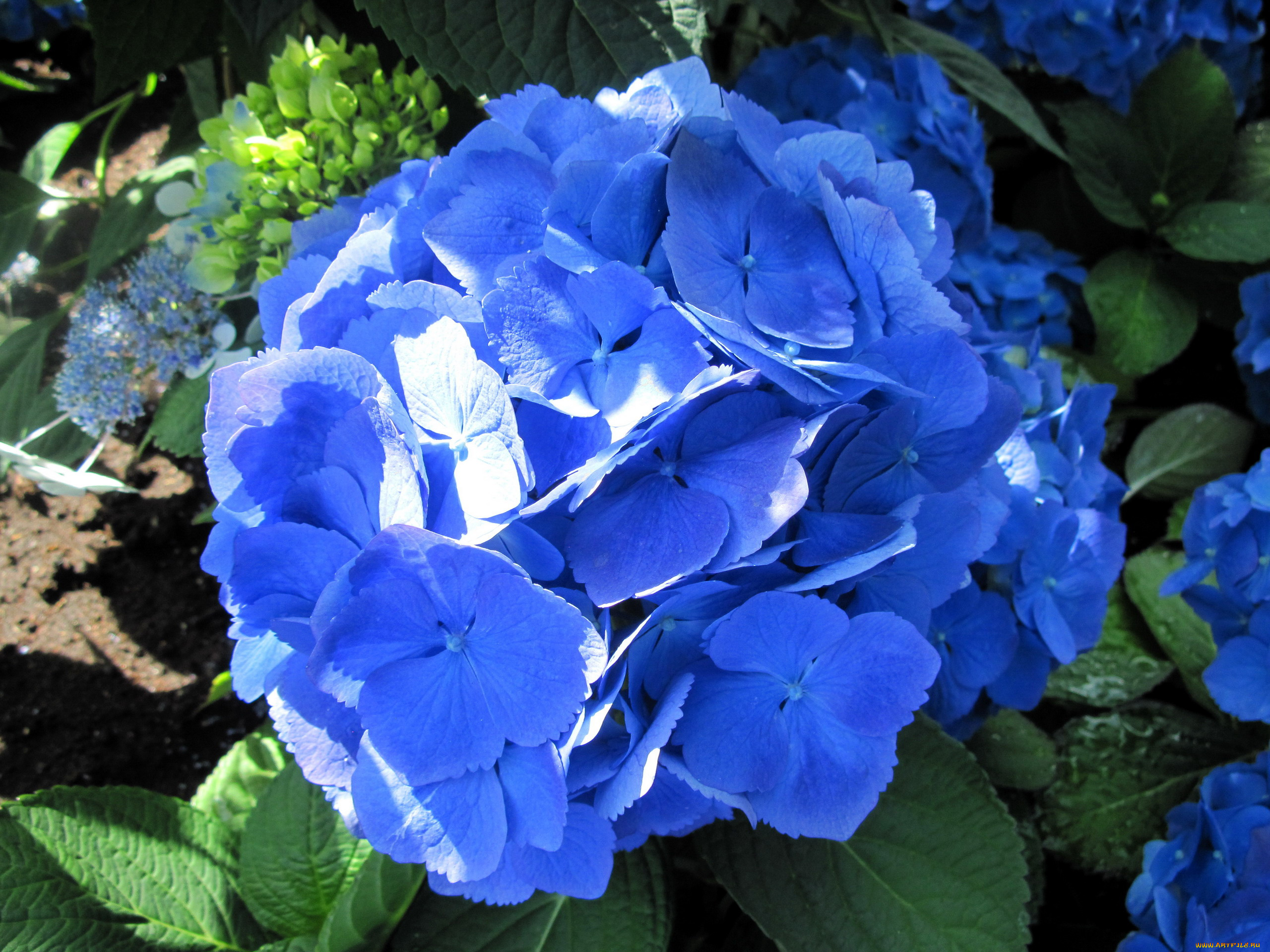 цветы, гортензия, синий