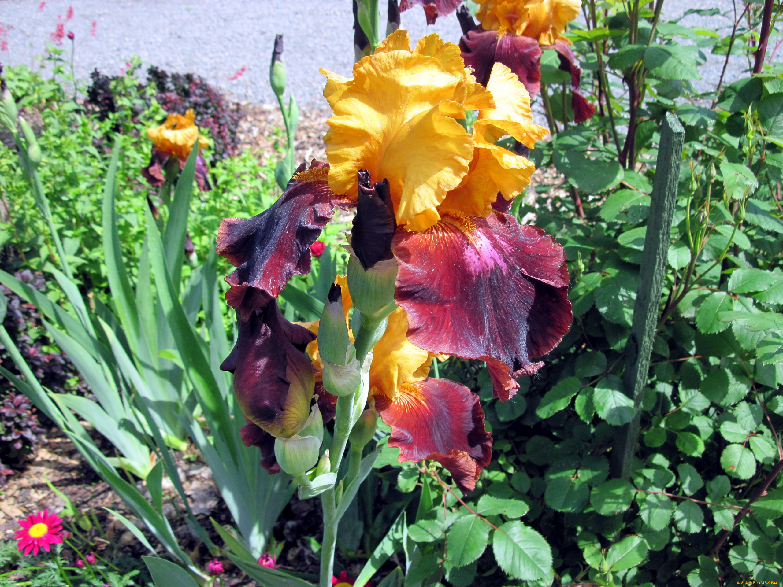 цветы, ирисы, бутоны