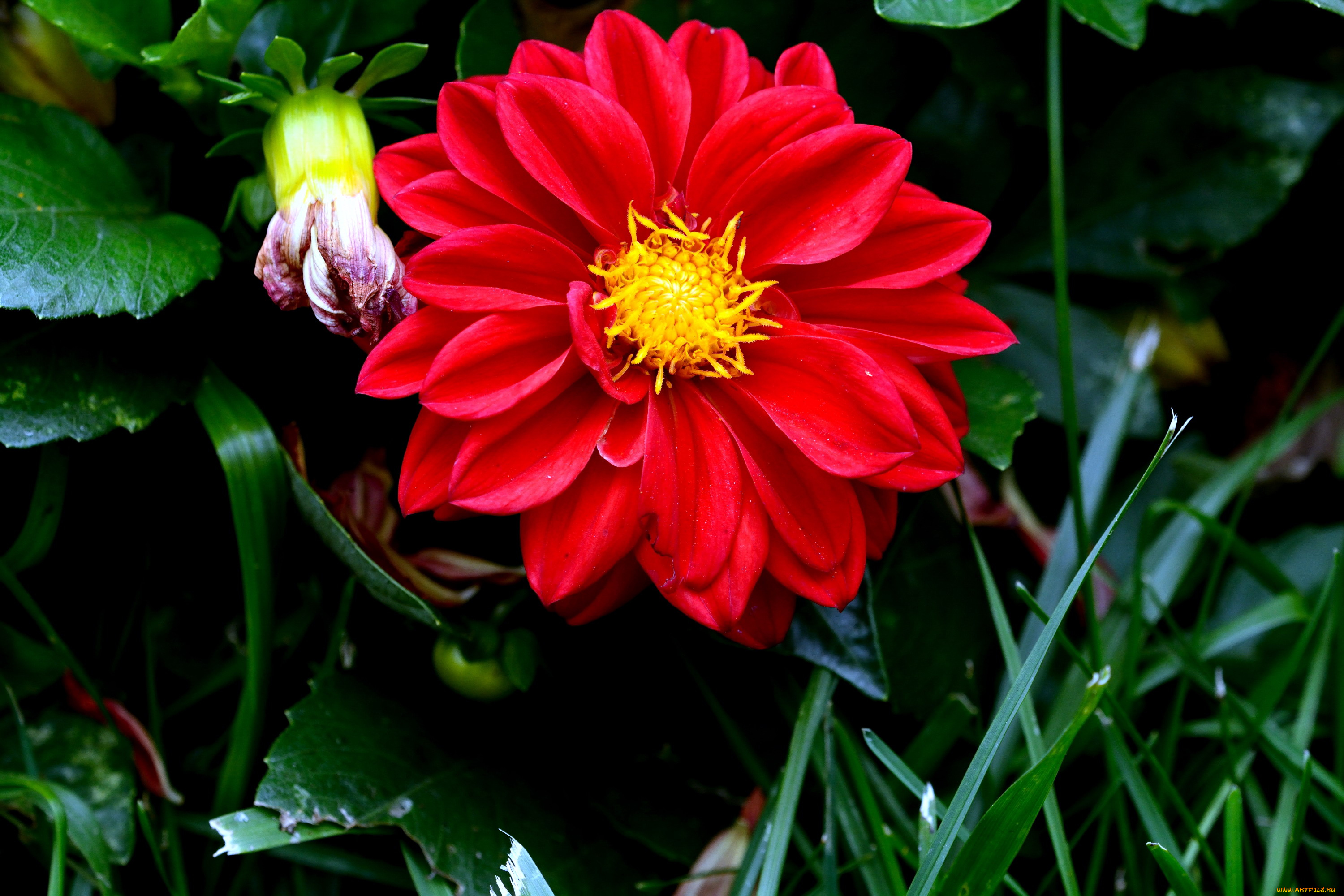 цветы, георгины, красный