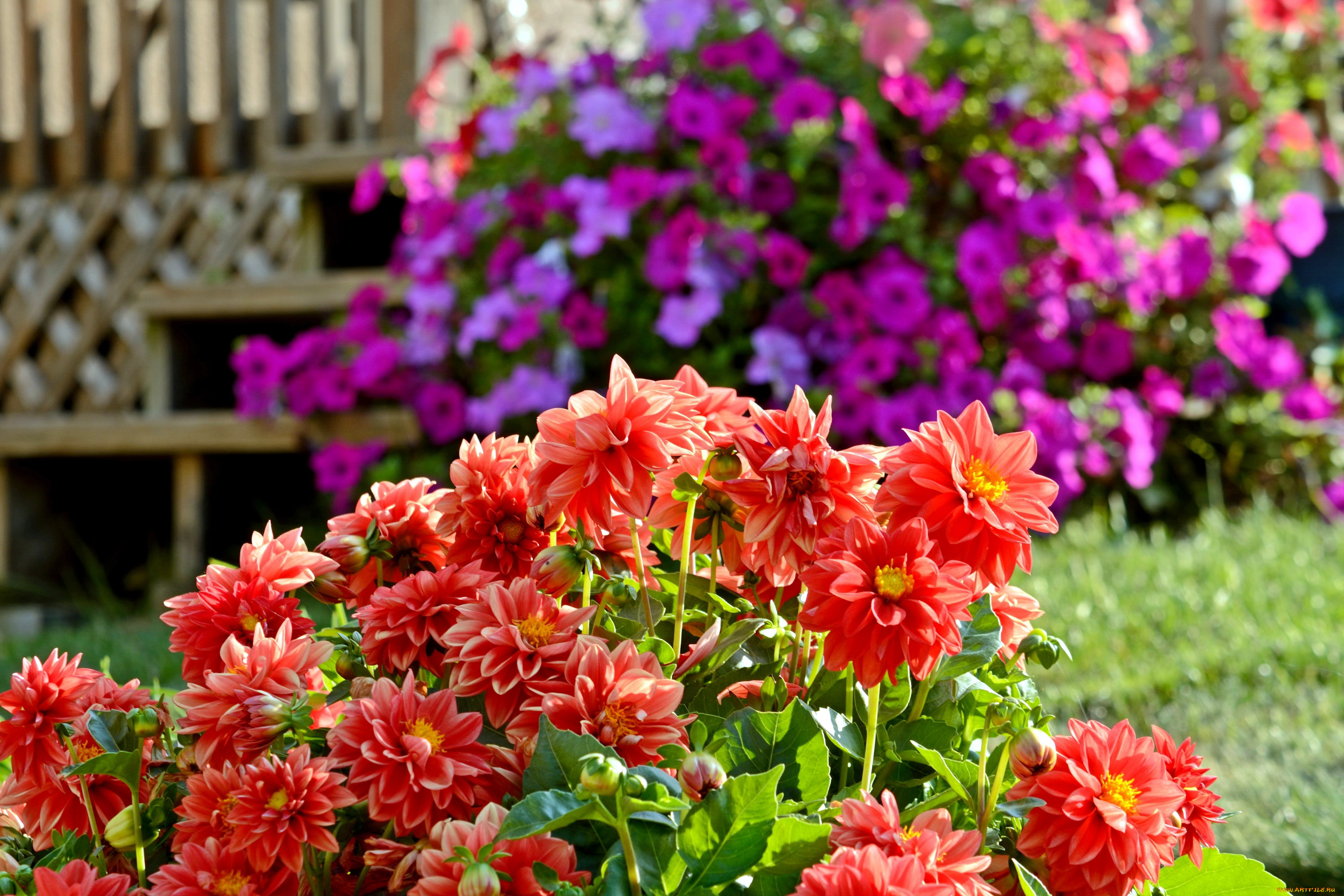 цветы, георгины, куст