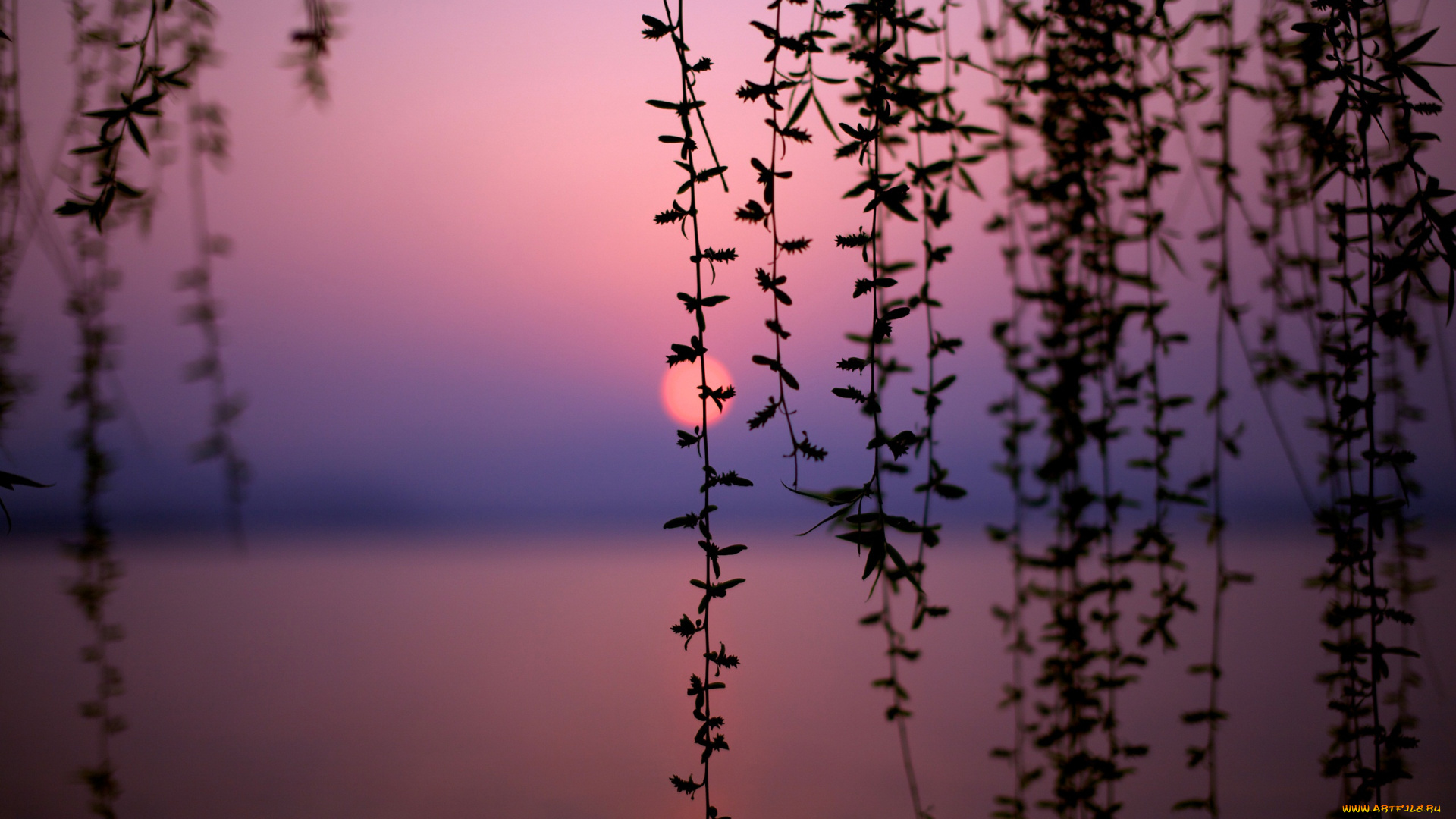 природа, восходы, закаты, озеро, закат, силуэт, ветки