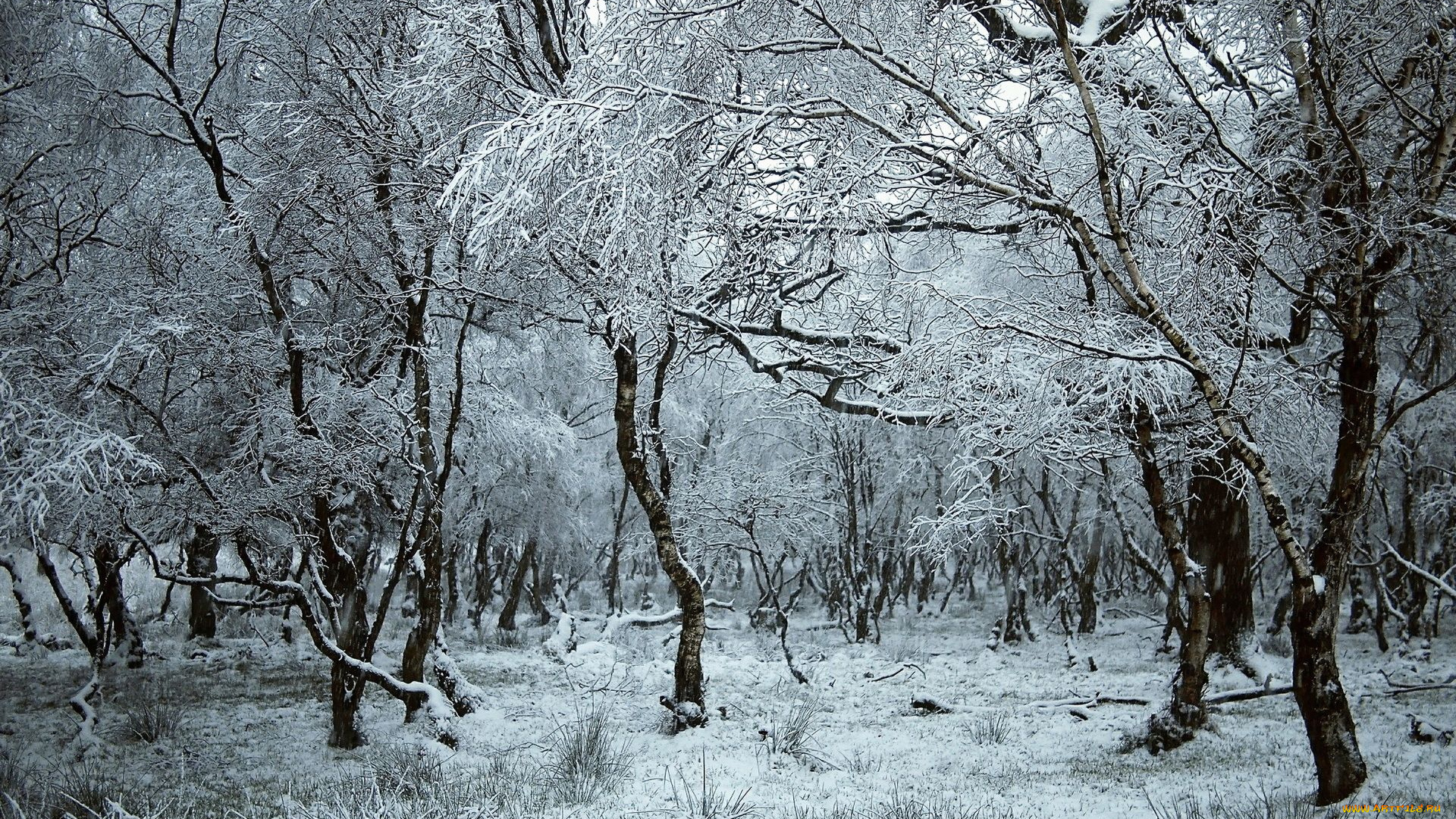 природа, зима, деревья, снег