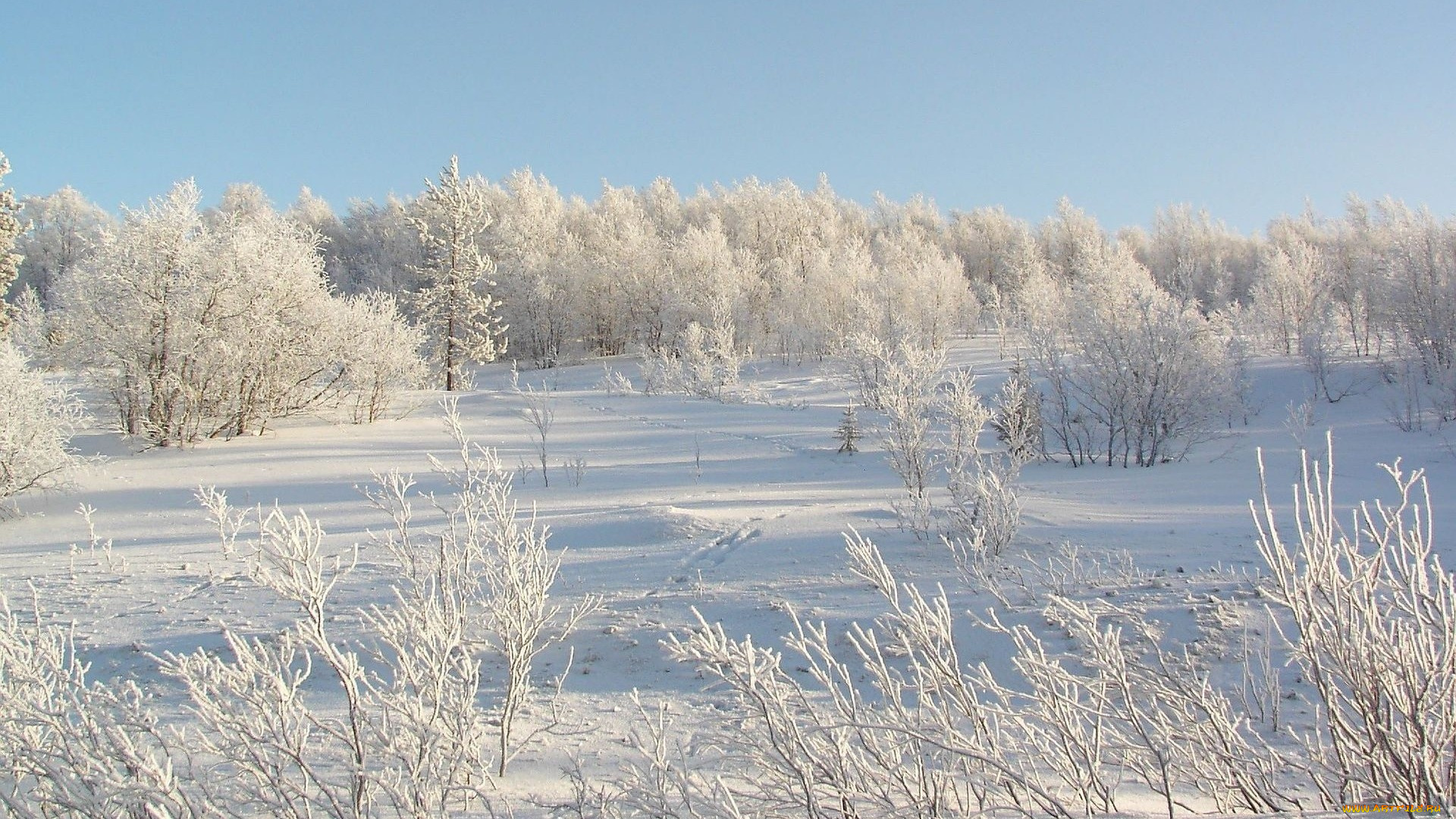 природа, зима, деревья, снег