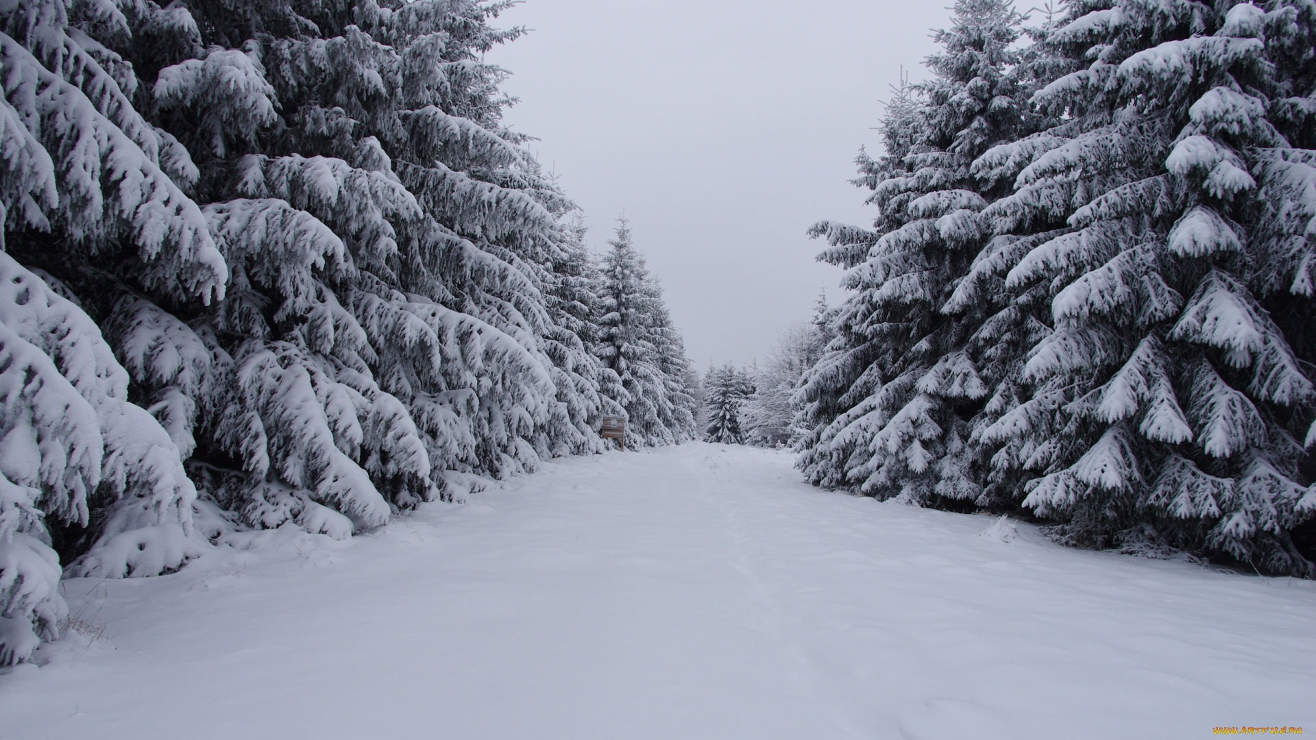 природа, зима, снег, деревья