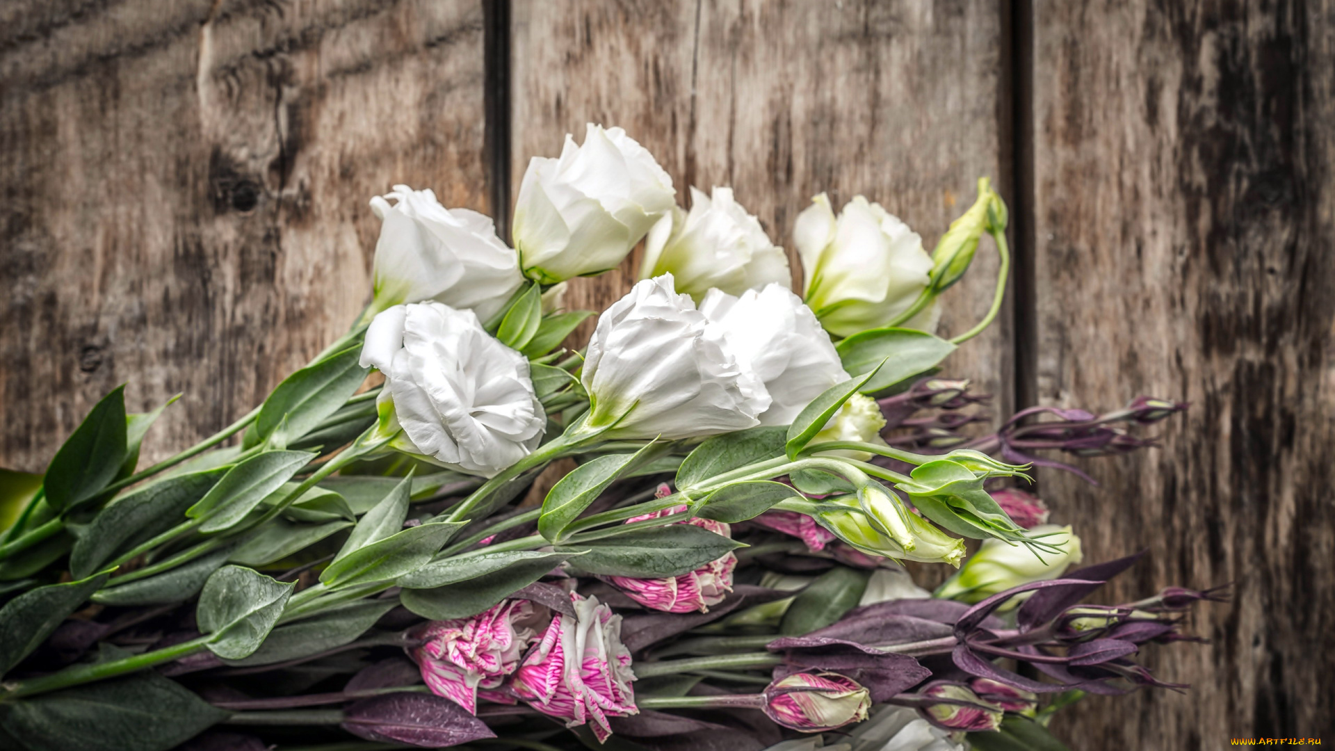 цветы, эустома, бутоны