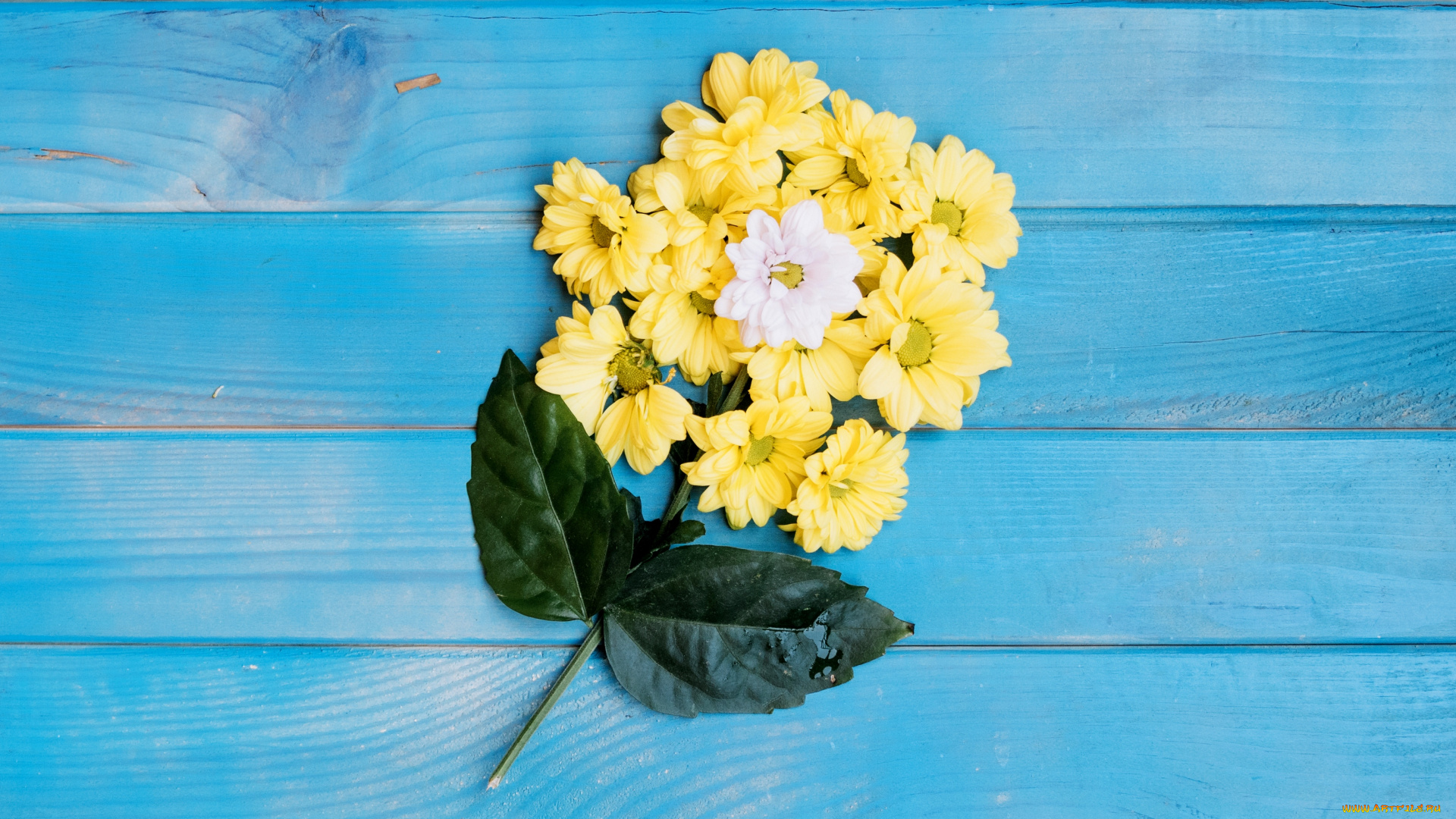 цветы, хризантемы, голубой, фон, листья, белые, желтые