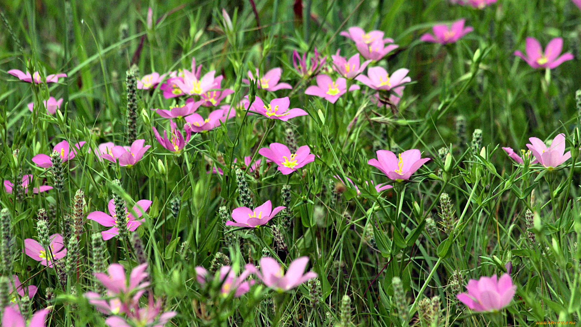 цветы, луговые, , полевые, , цветы, трава, луг