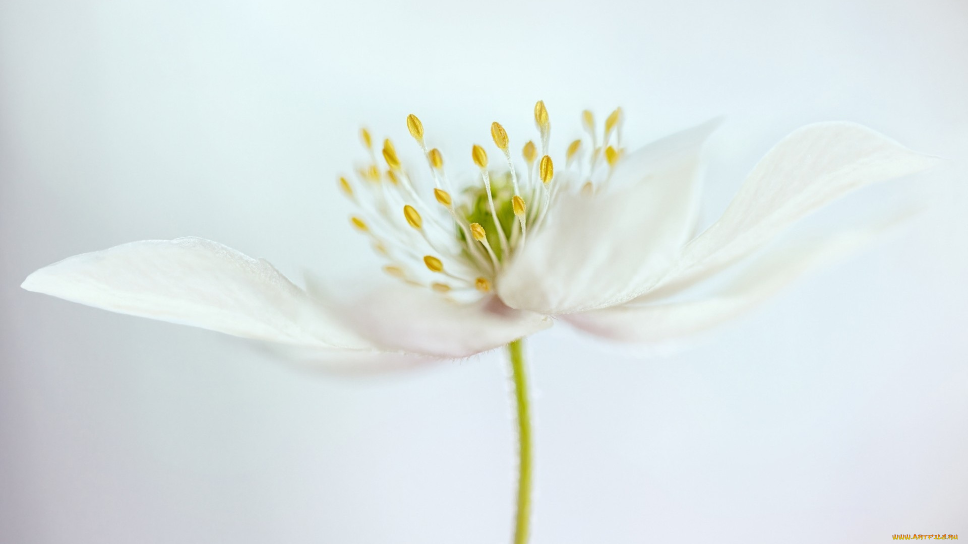 цветы, луговые, , полевые, , цветы, тычинки, белый, цветок