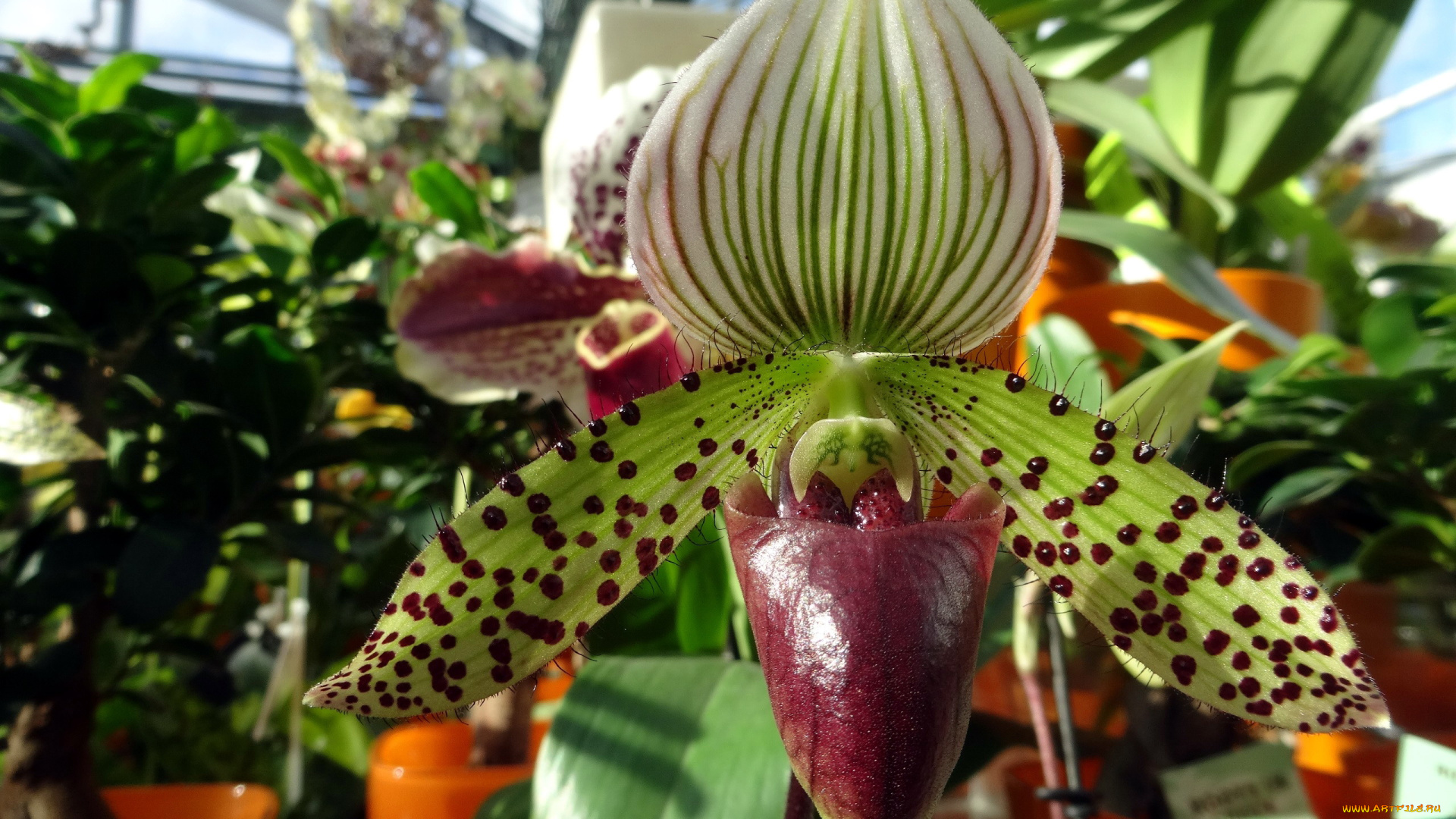 цветы, орхидеи, экзотика