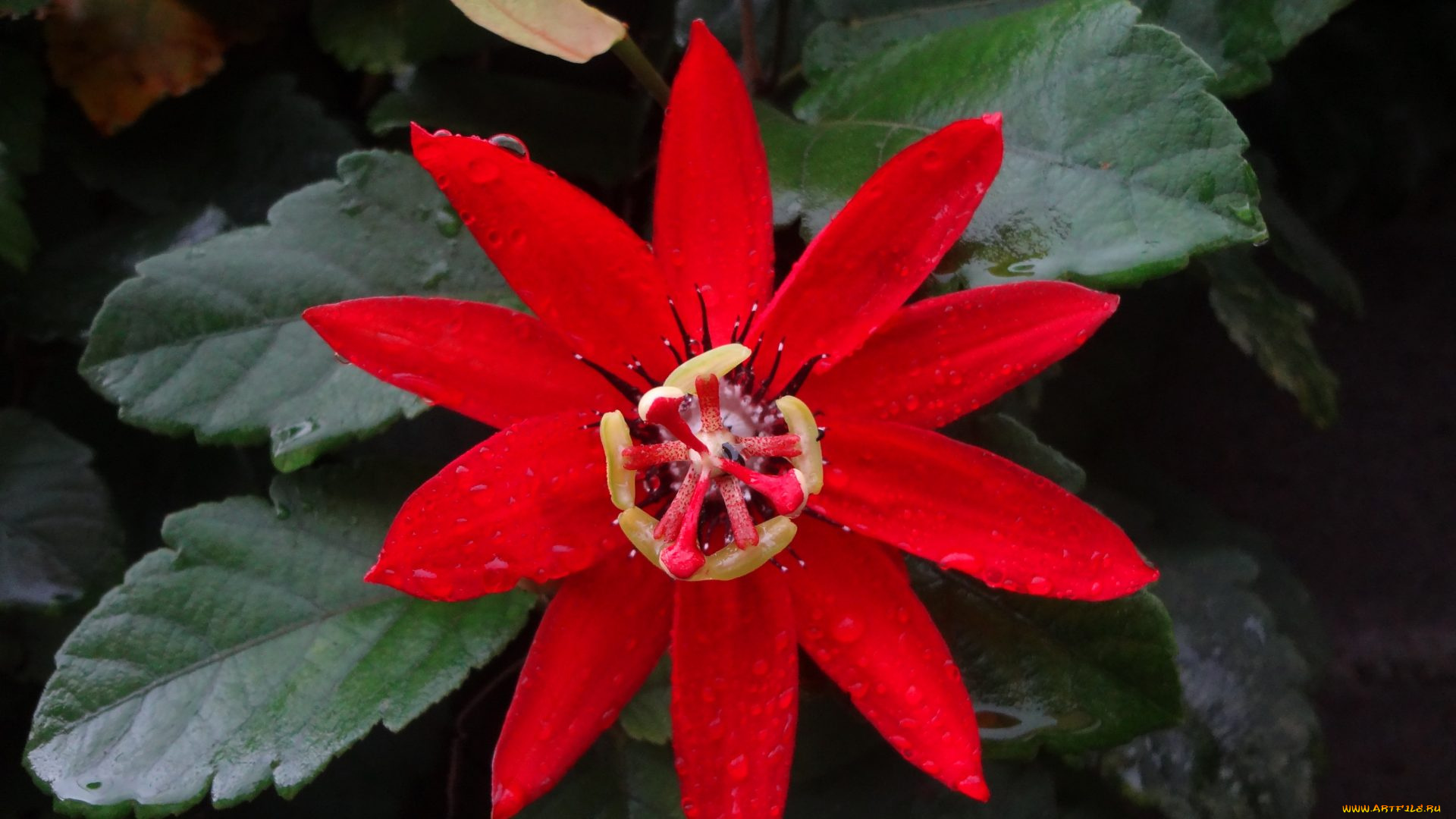 цветы, пассифлора, макро