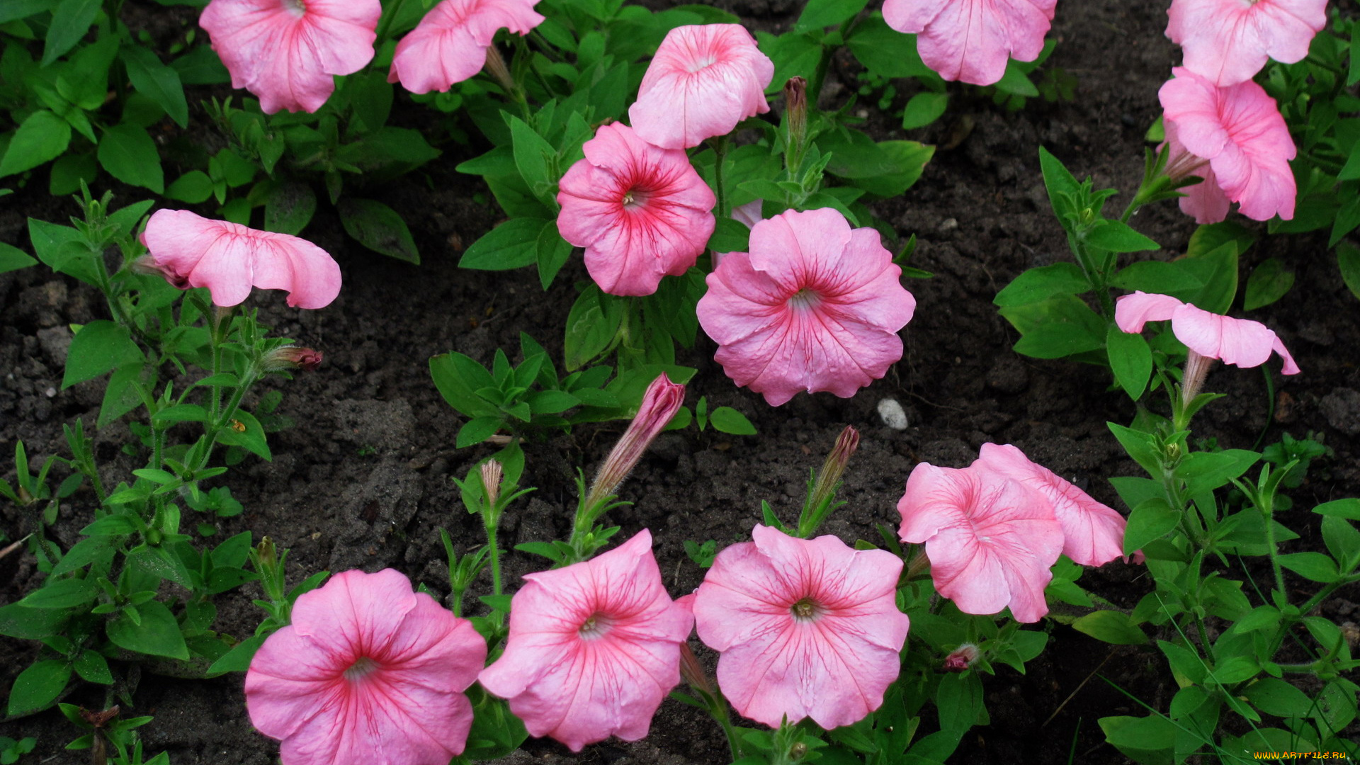 цветы, петунии, , калибрахоа, розовый