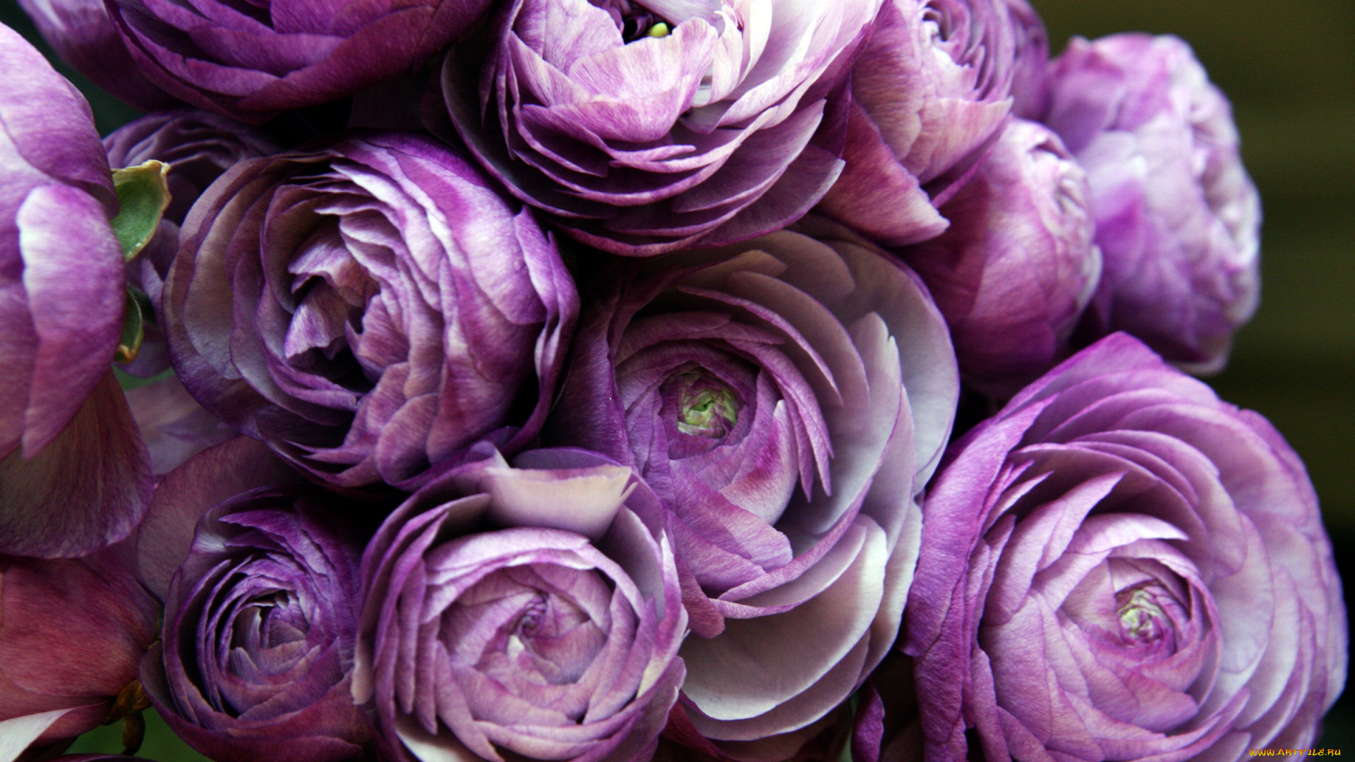 цветы, ранункулюс, , азиатский, лютик, сиреневый