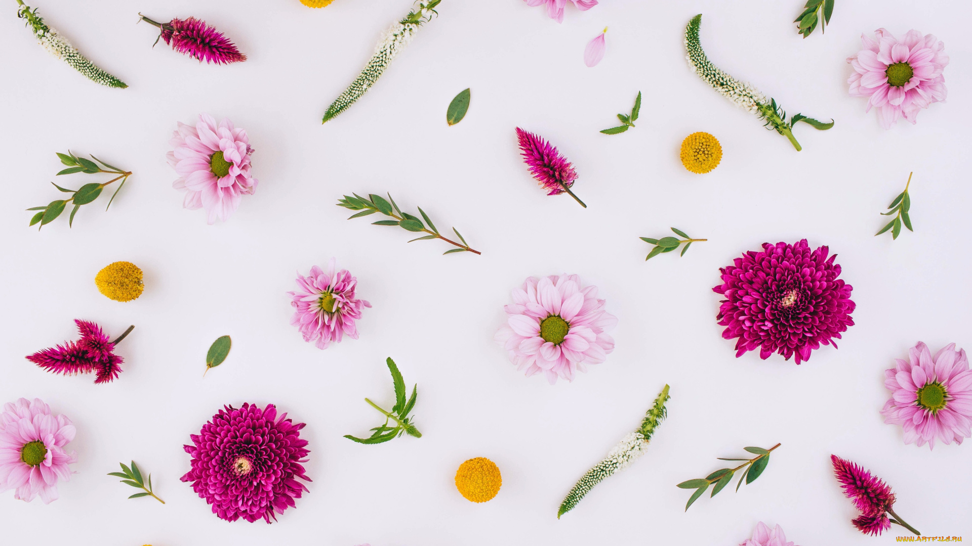 цветы, разные, вместе, flowers, pink, floral, хризантемы, background