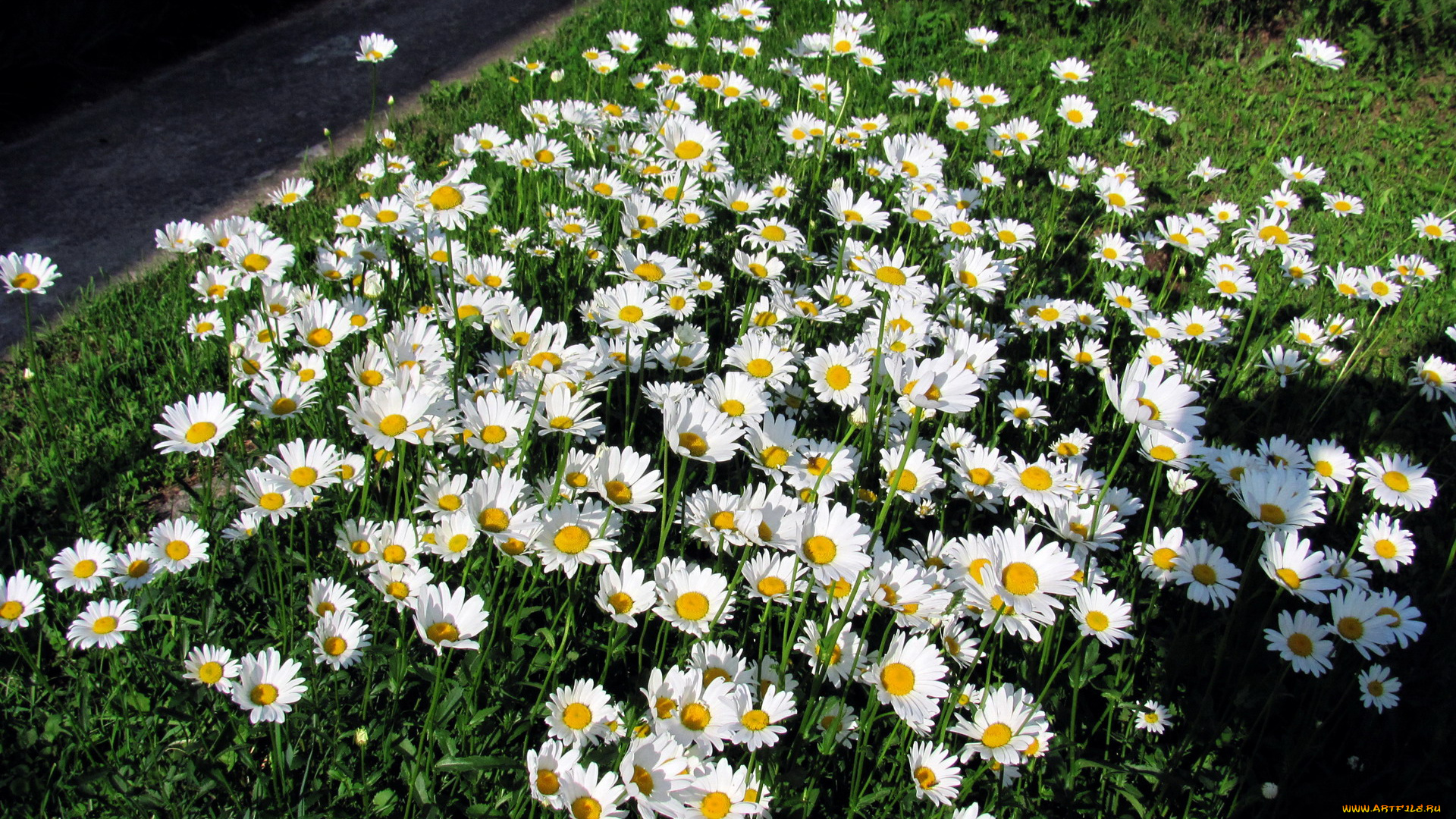 цветы, ромашки, белый