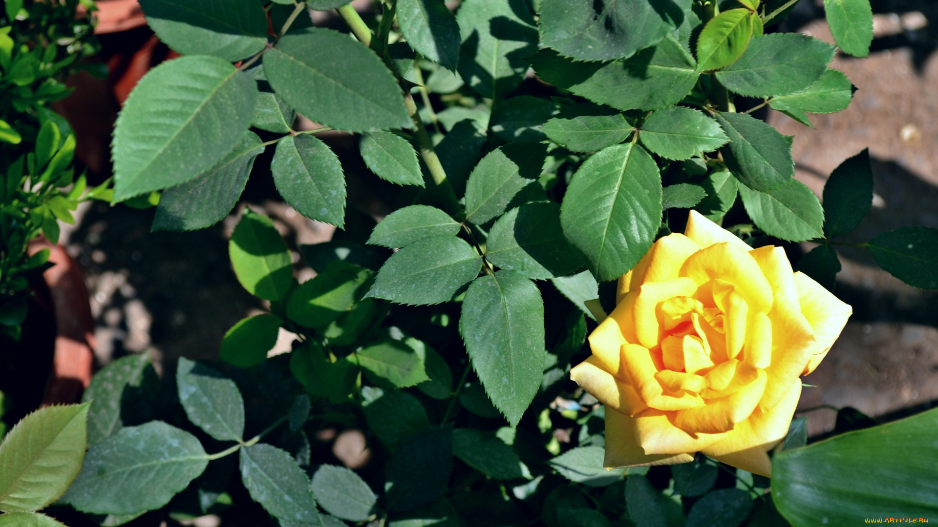 цветы, розы, желтый