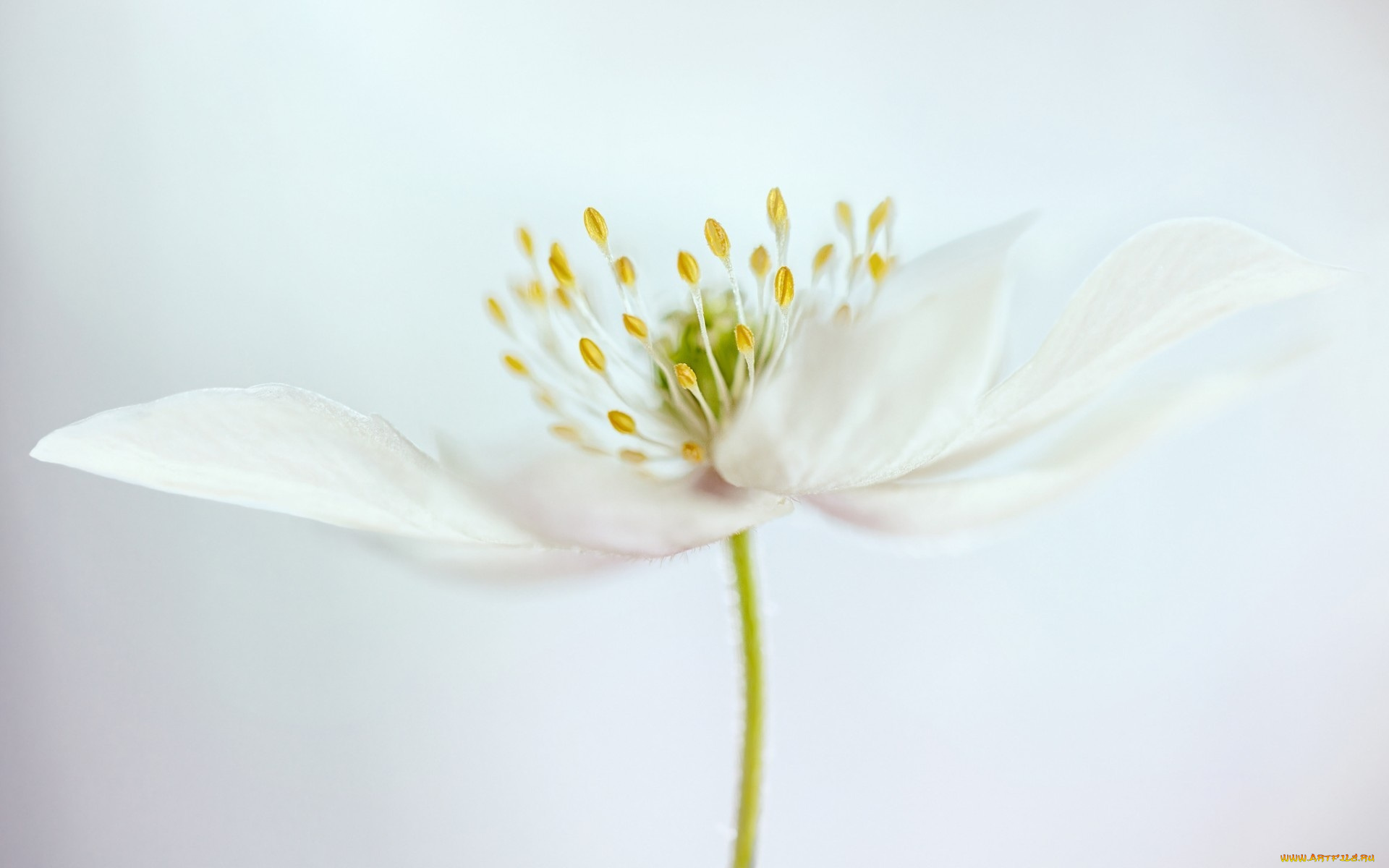 цветы, луговые, , полевые, , цветы, тычинки, белый, цветок