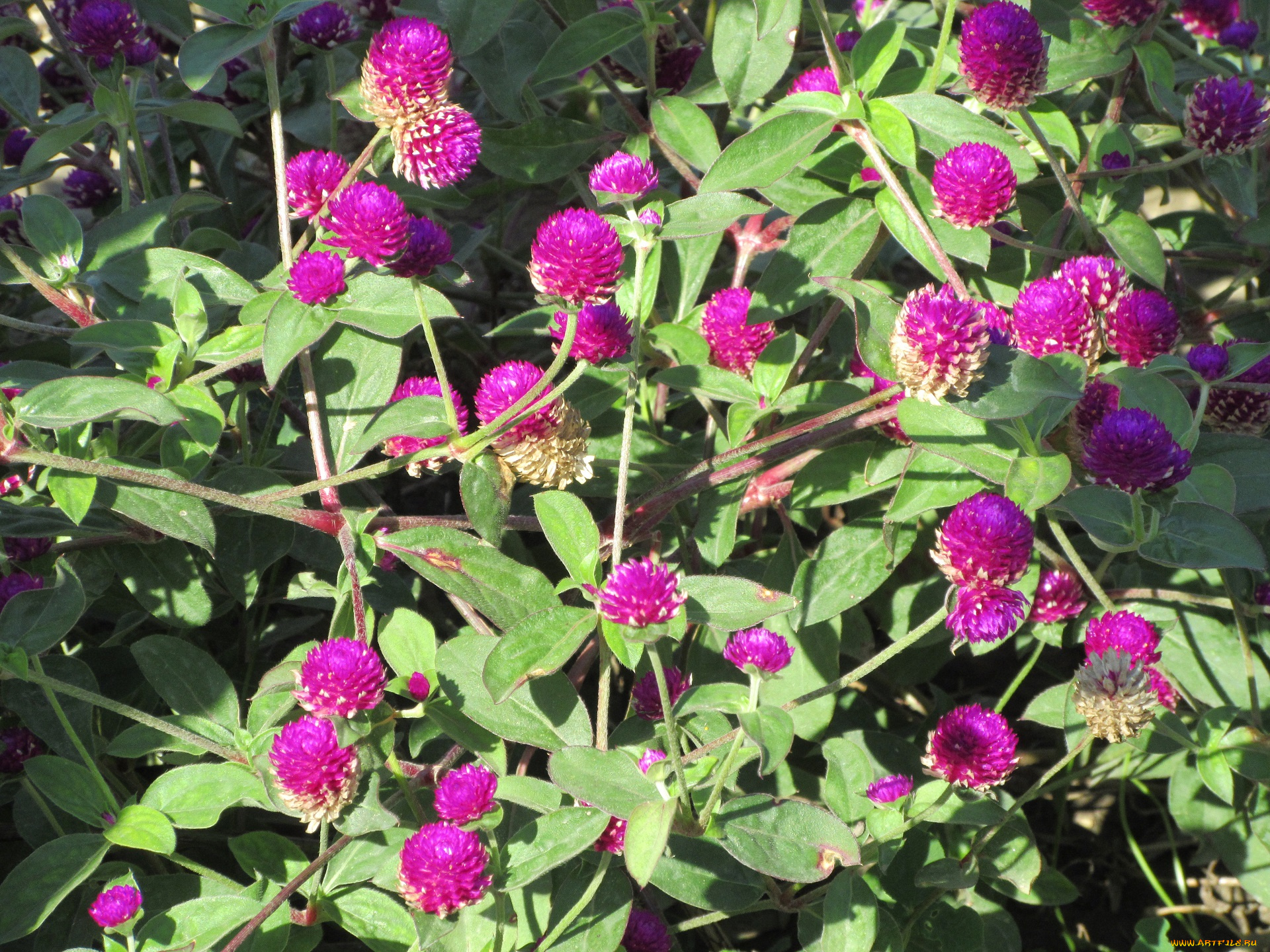 цветы, фиолетовые