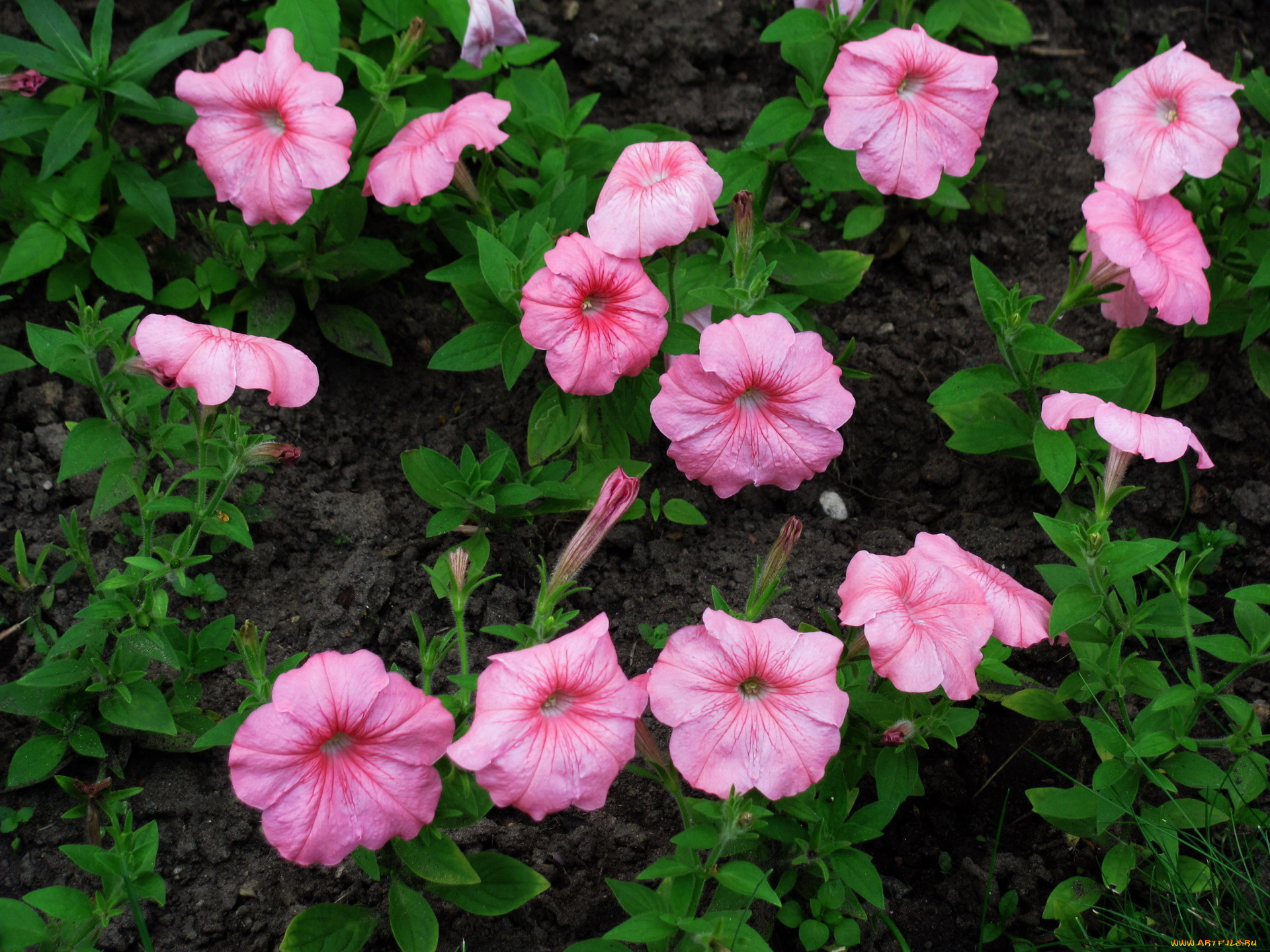 цветы, петунии, , калибрахоа, розовый