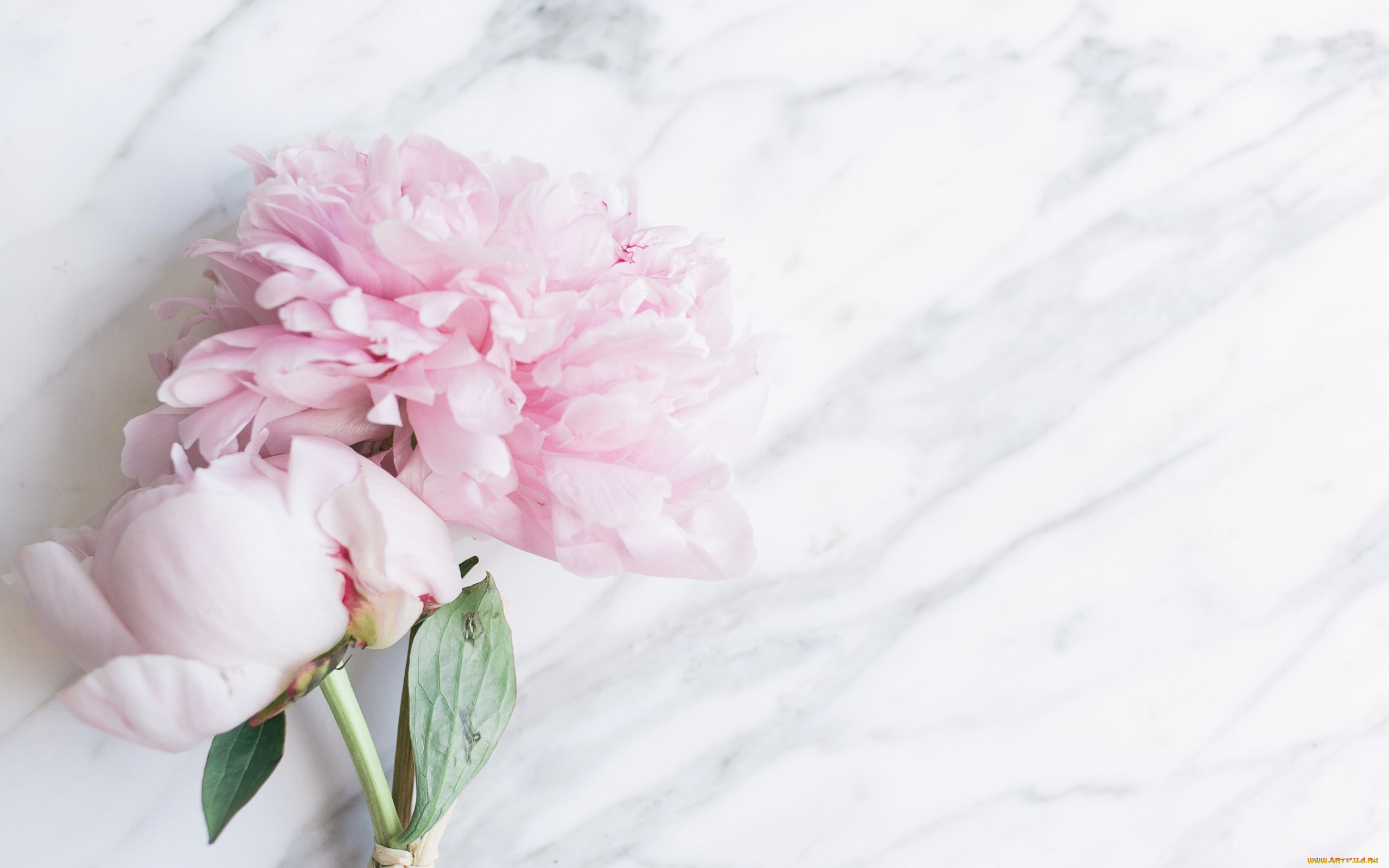 цветы, пионы, букет, flowers, tender, peonies, pink, мрамор, marble