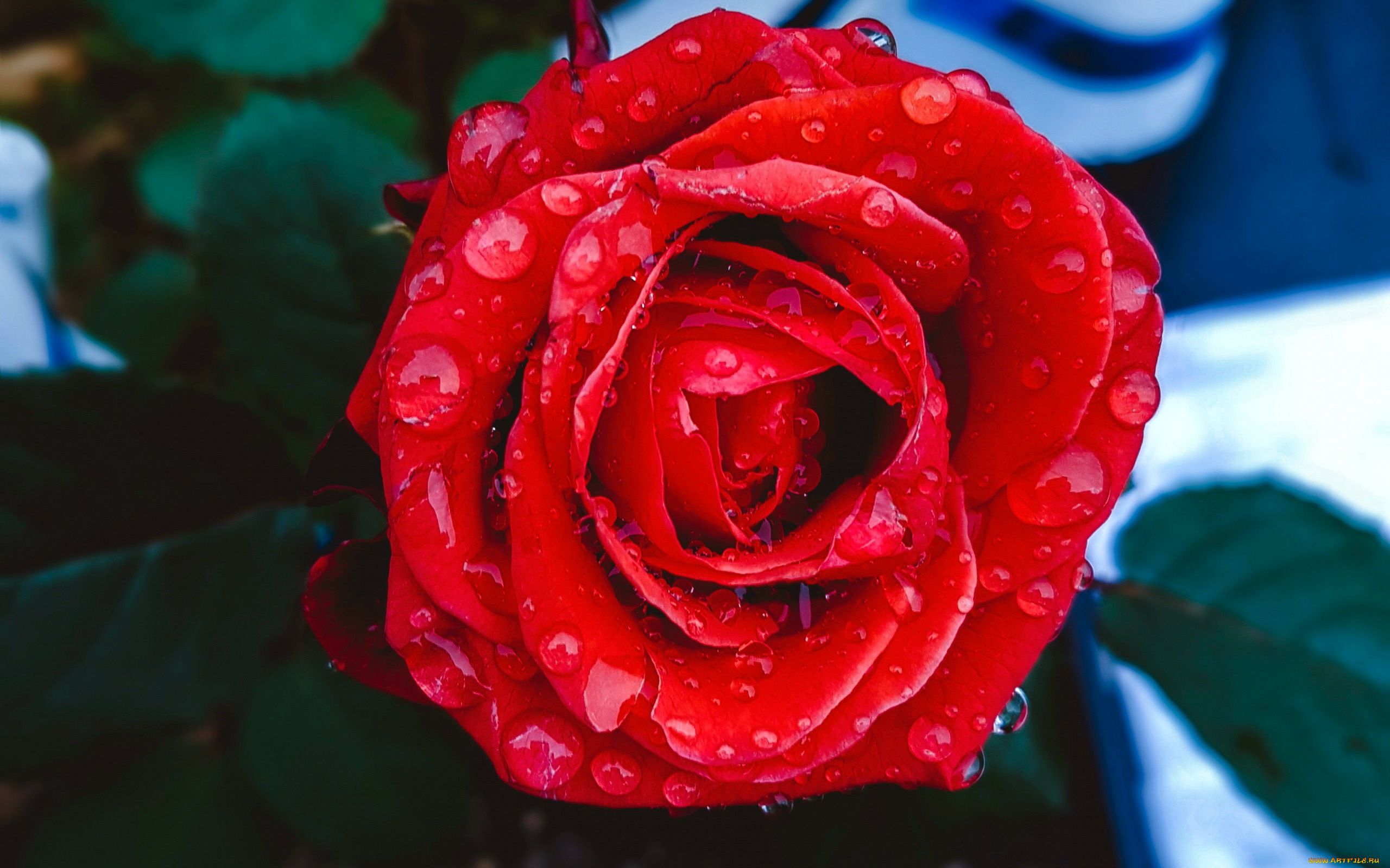 цветы, розы, капли