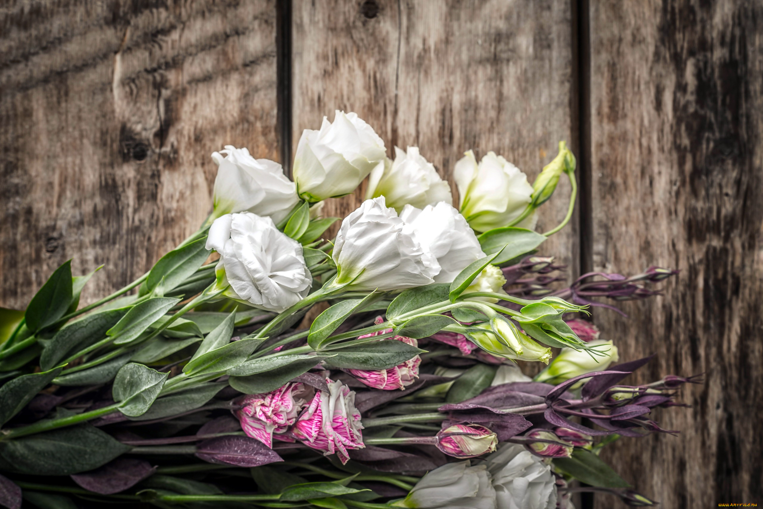 цветы, эустома, бутоны